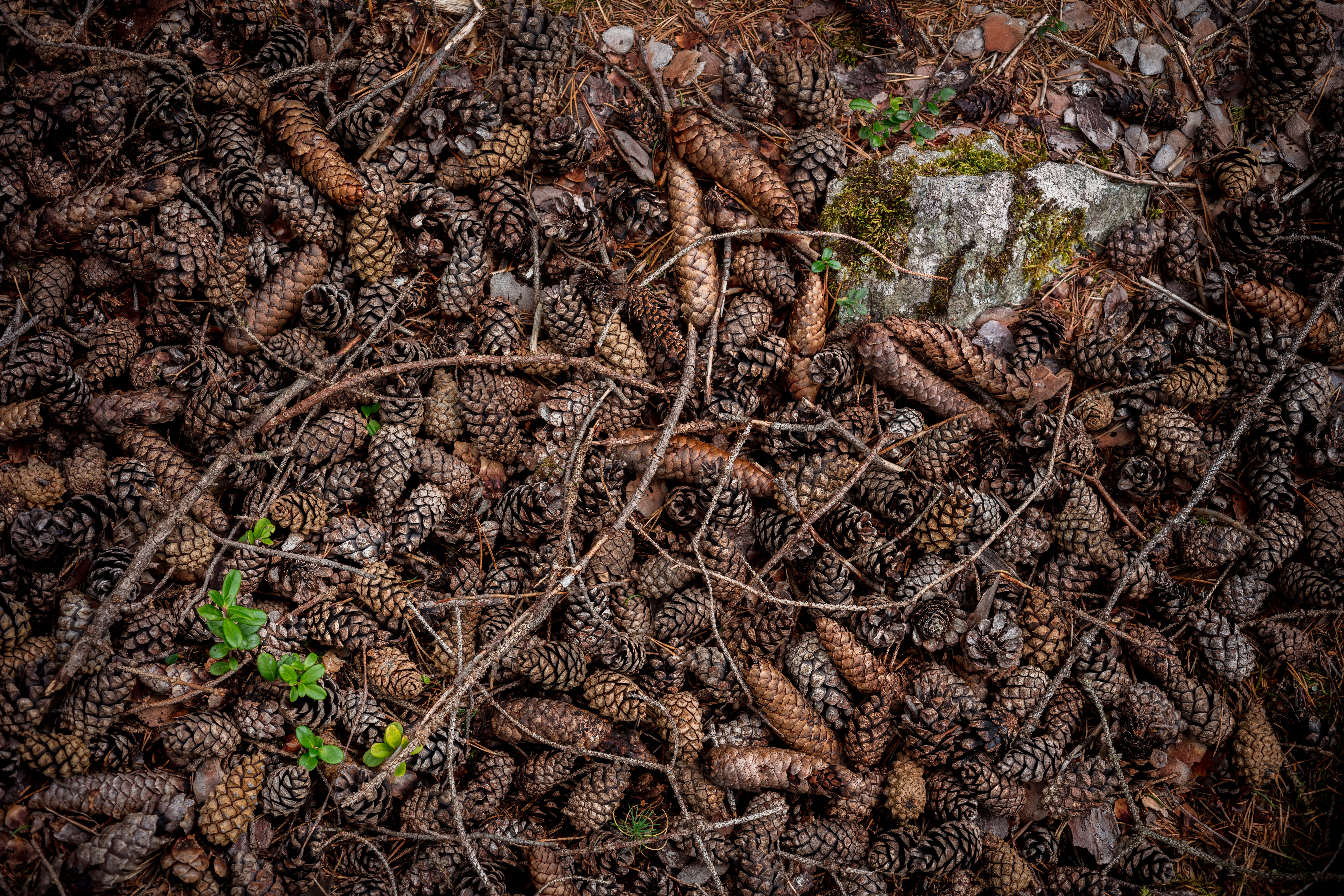 cones, outdoors, backgrounds, close-up, grey, plant part, weed, pine needle, root, pinecone, leaf, no people, rock, high angle view, flower, lot, sprout, HD Wallpaper