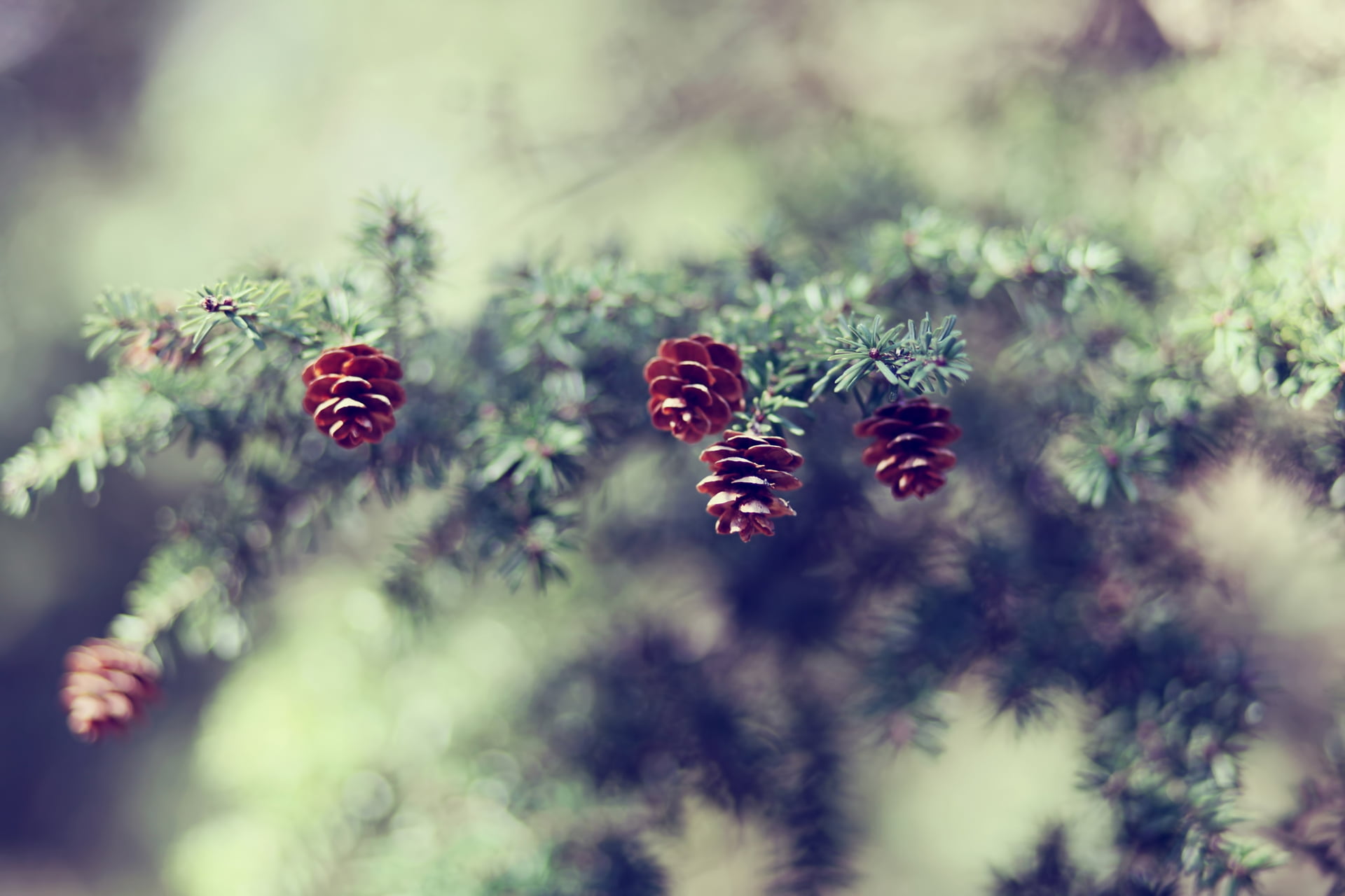 backgrounds, 1080P, fir-tree, fragility, degradation, cones, freshness, defocused, macro, day, winter, outdoors, tranquility, brown, branch, plant, beauty In Nature, HD Wallpaper