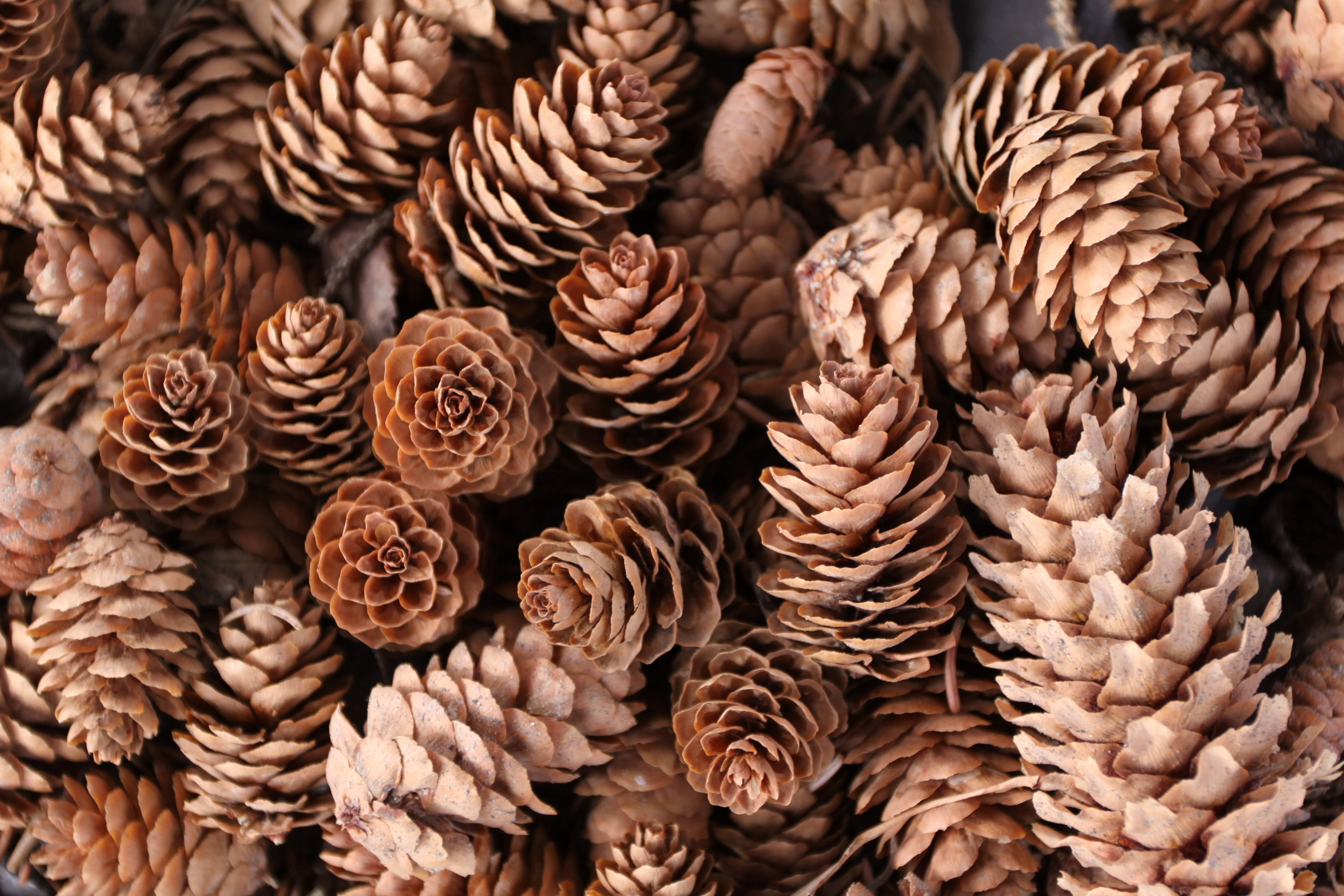 freshness, market, Pine cones, nature, still life, day, macro, selective focus, no people, full frame, high angle view, backgrounds, food and drink, brown, HD Wallpaper