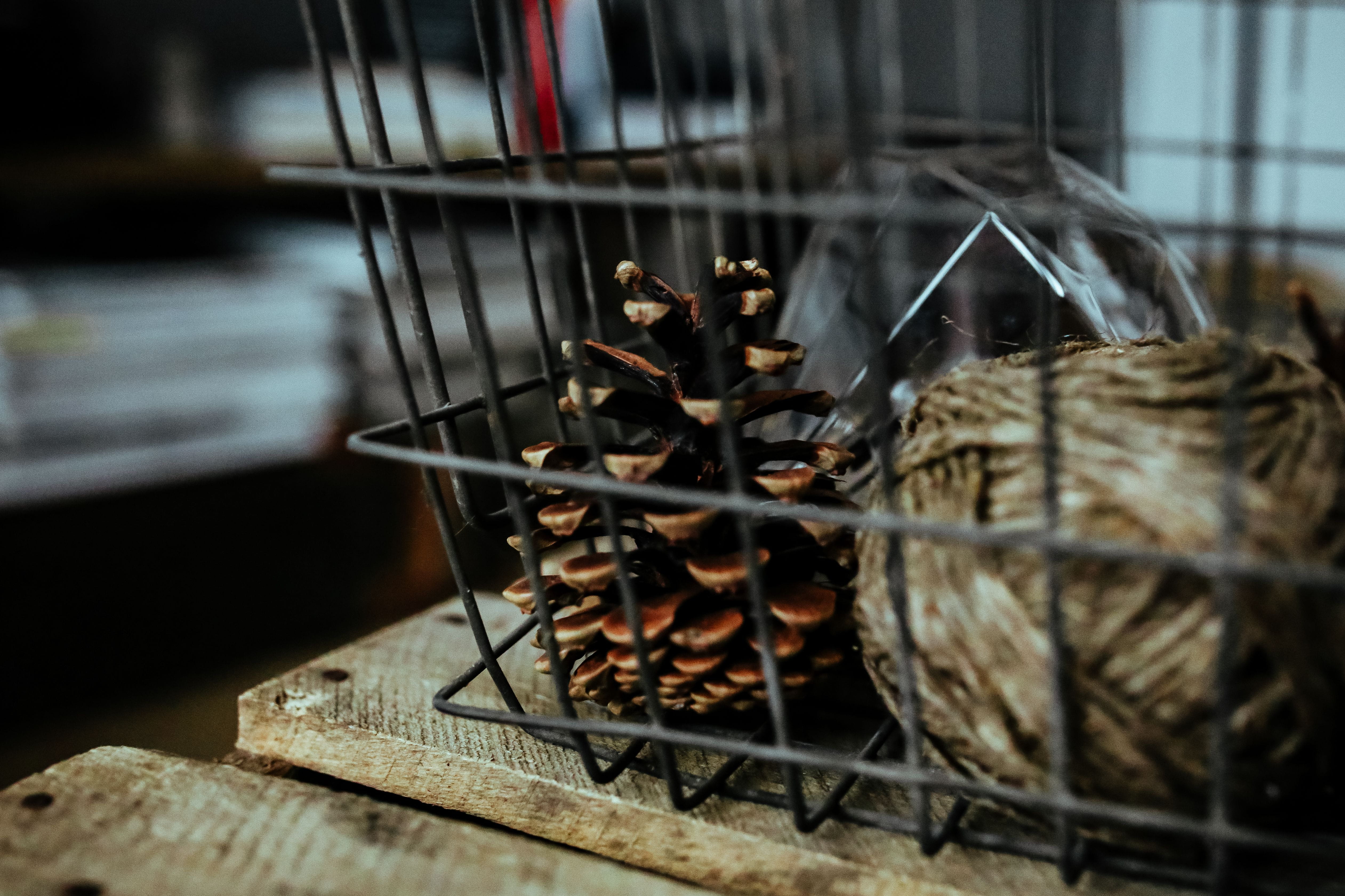 wood, metal, container, invertebrate, freshness, indoors, water, food, bulb, animal, day, selective focus, cooking, Diamond, pinecone, no people, lightbulbs, HD Wallpaper