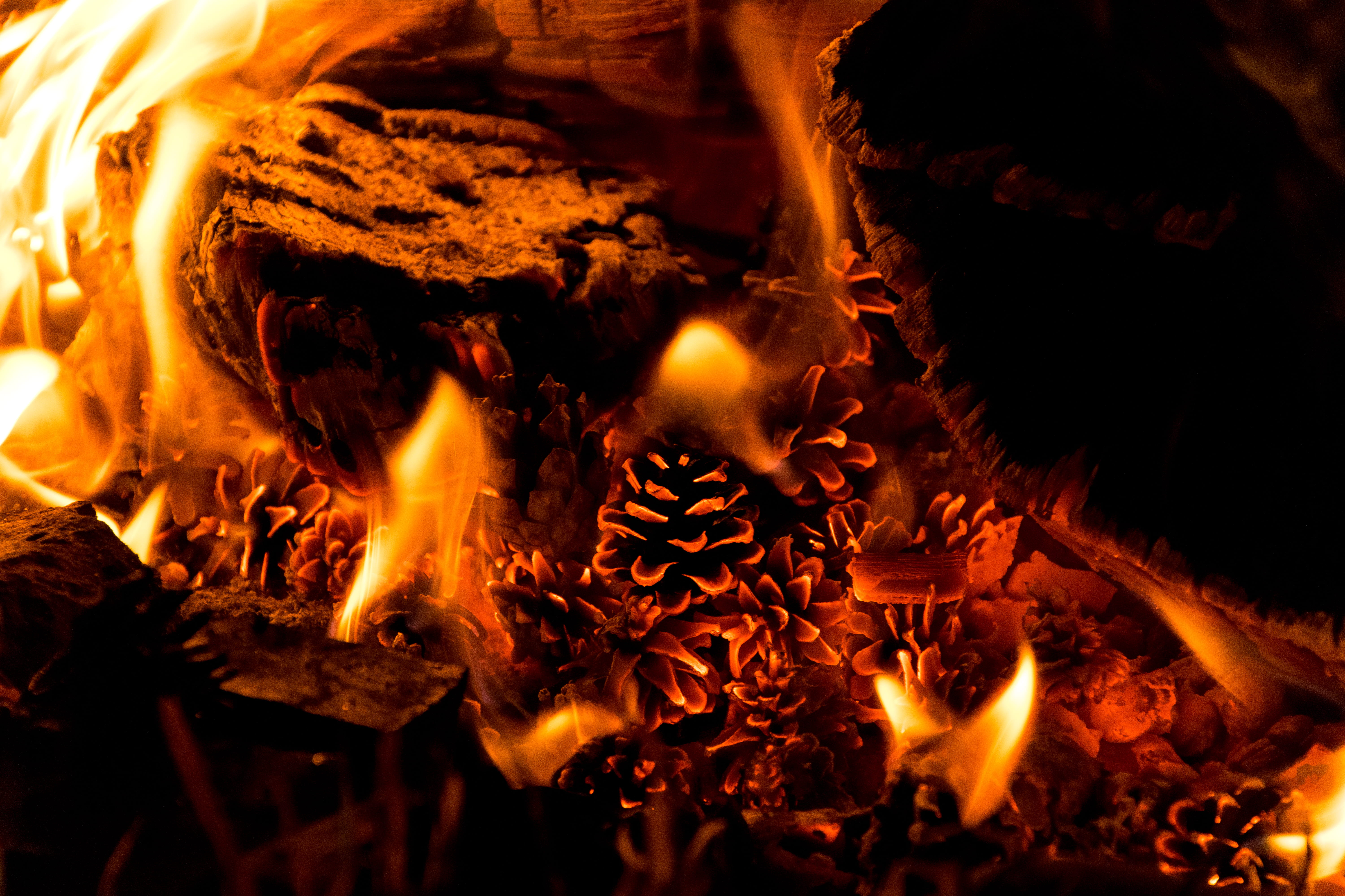 heat, burn, glowing, full frame, no people, nature, 5K, heat - temperature, night, forest, long exposure, firewood, log, wood, closeup, outdoors, pinecone, HD Wallpaper