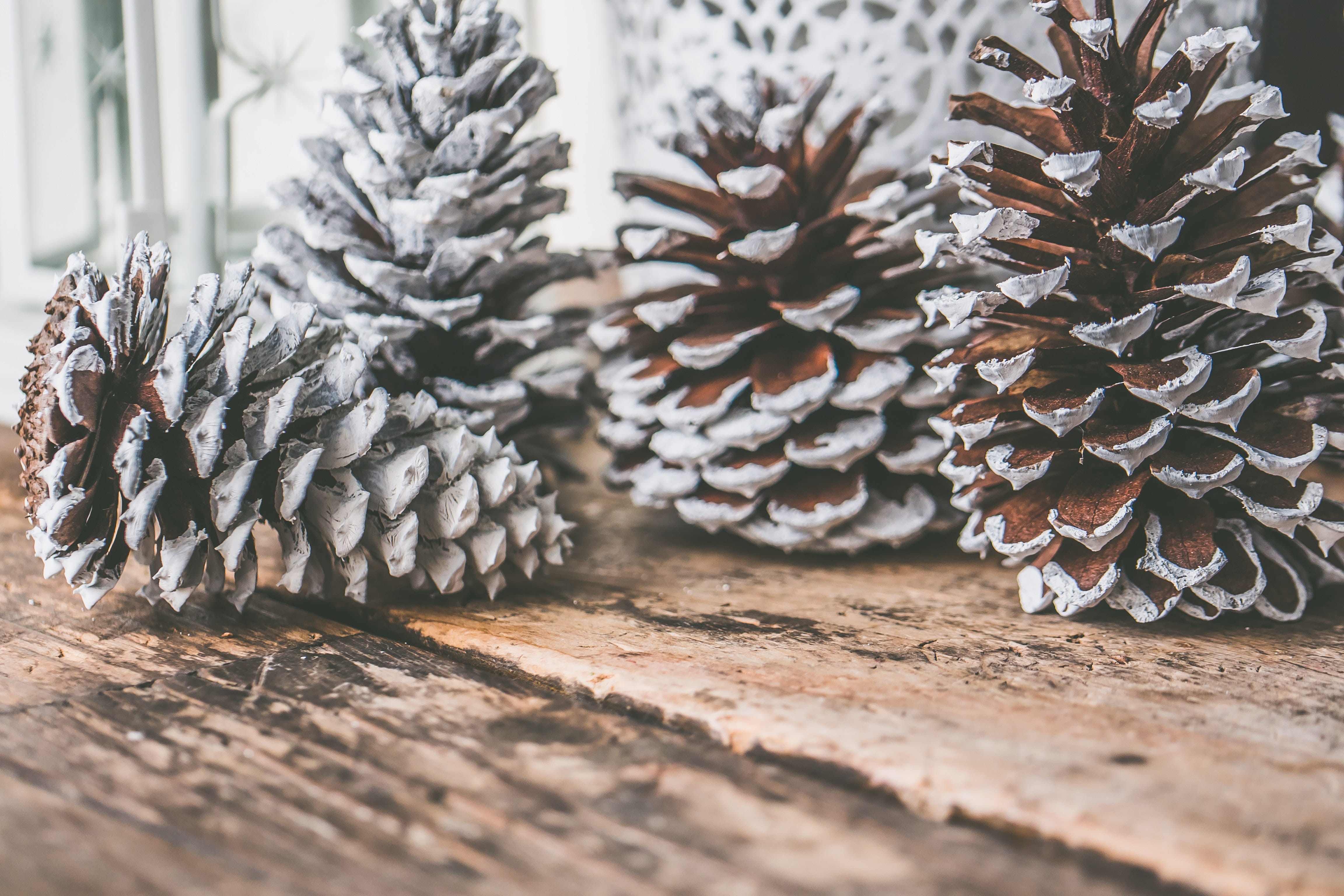 pine tree, coniferous tree, selective focus, nature, no people, wood, surface level, creativity, day, plant, snow, pinecone, pinaceae, wood - material, HD Wallpaper