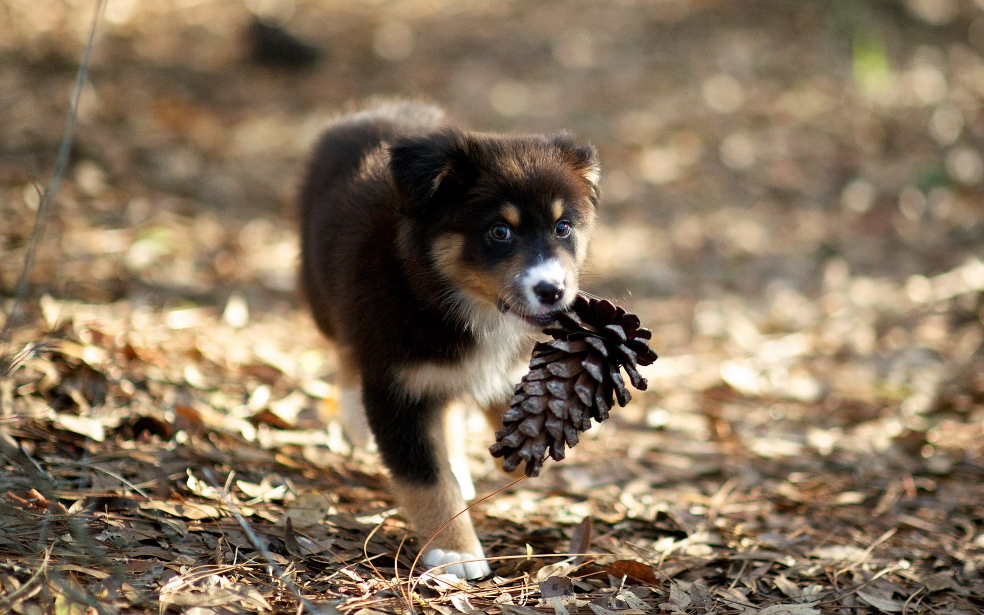 brown, Pine, Puppy, pinecone, Picking, cones, Cute, 1080P, HD Wallpaper