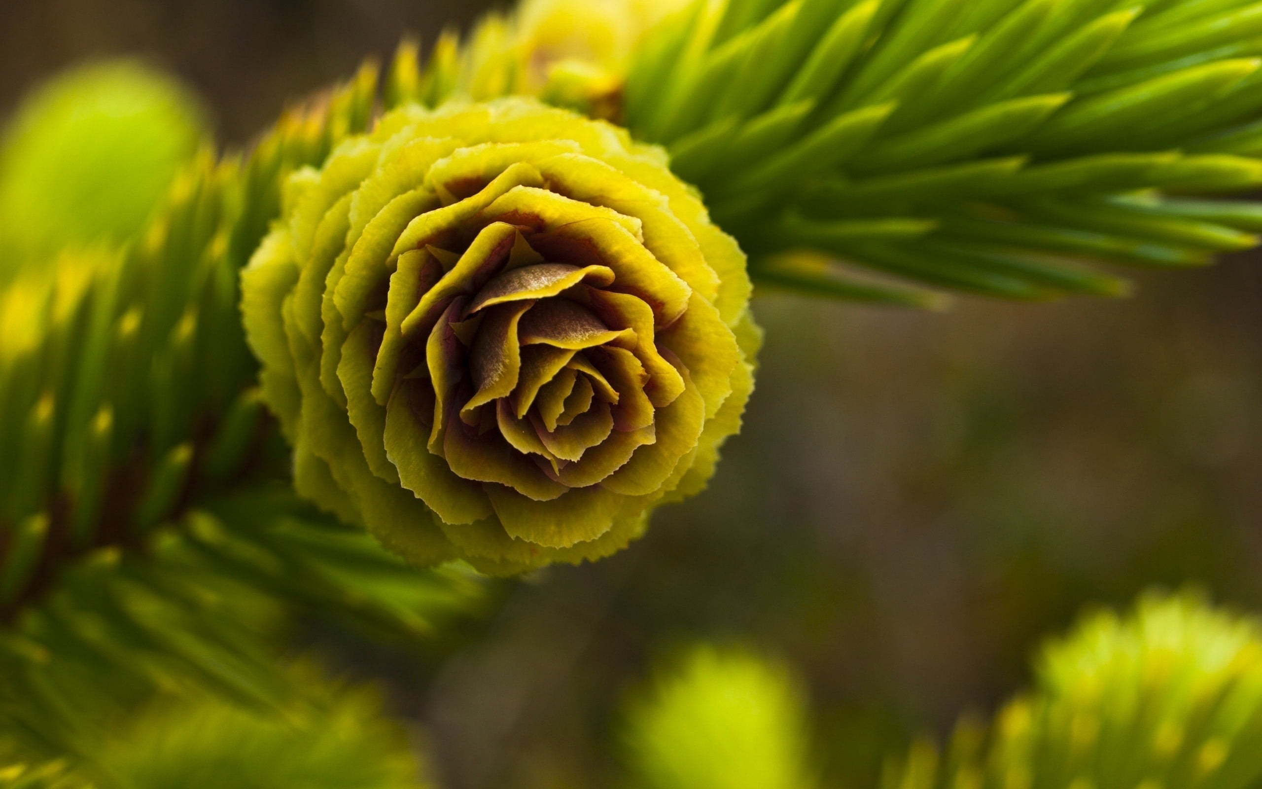 no People, selective focus, fragility, fir Tree, leaf, male, pine Tree, petal, forest, 2K, beauty In Nature, freshness, pinecone, tree, brown, coniferous Tree, HD Wallpaper