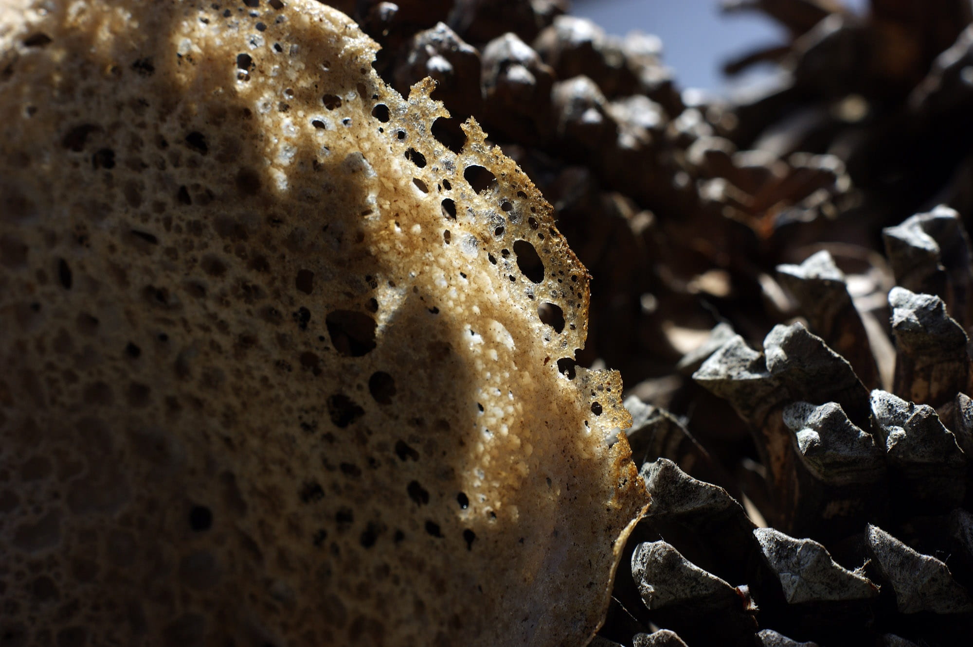 buckwheat, brown, lace, 1080P, no people, slab, healthy eating, nature, crepe, full frame, selective focus, beauty in nature, indoors, wellbeing, temptation, HD Wallpaper
