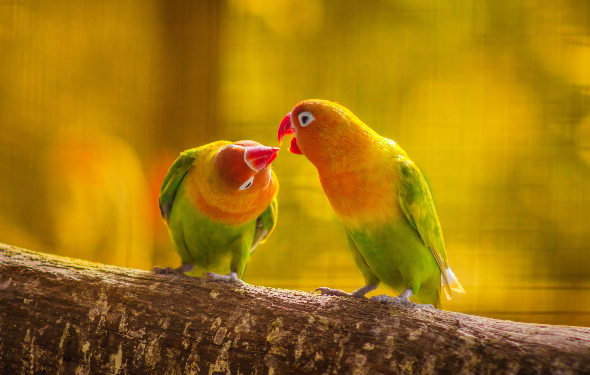 nature, parrot, kiss, leaves, yellow, 1080P, beak, bird, branch, lovebirds, love, feathers, pair, forest, two, collared, wavy parrot, tail, HD Wallpaper