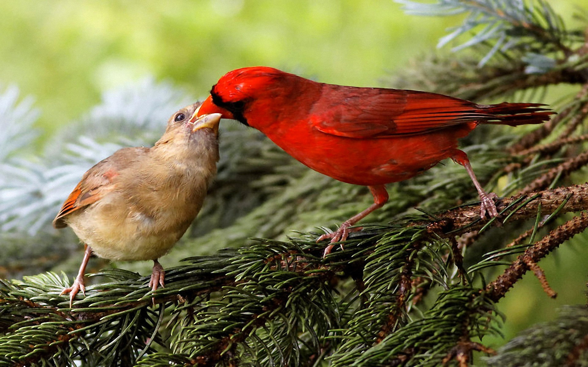 kiss, couple, 1080P, birds, 1920x1200, branch, HD Wallpaper