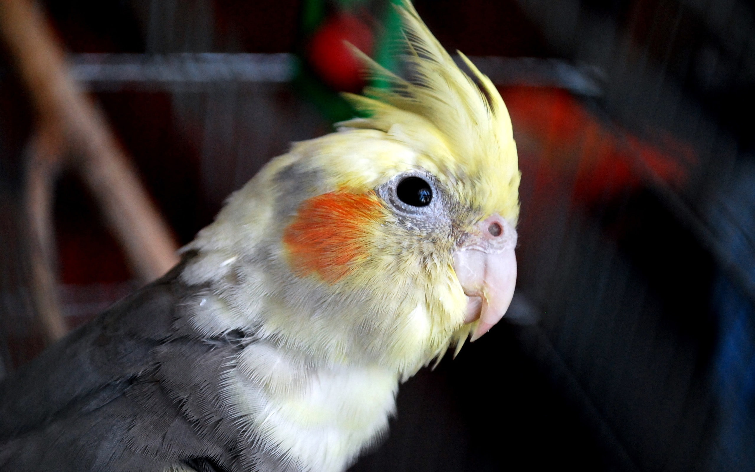 2K, Parrot, Bird, close, HD Wallpaper