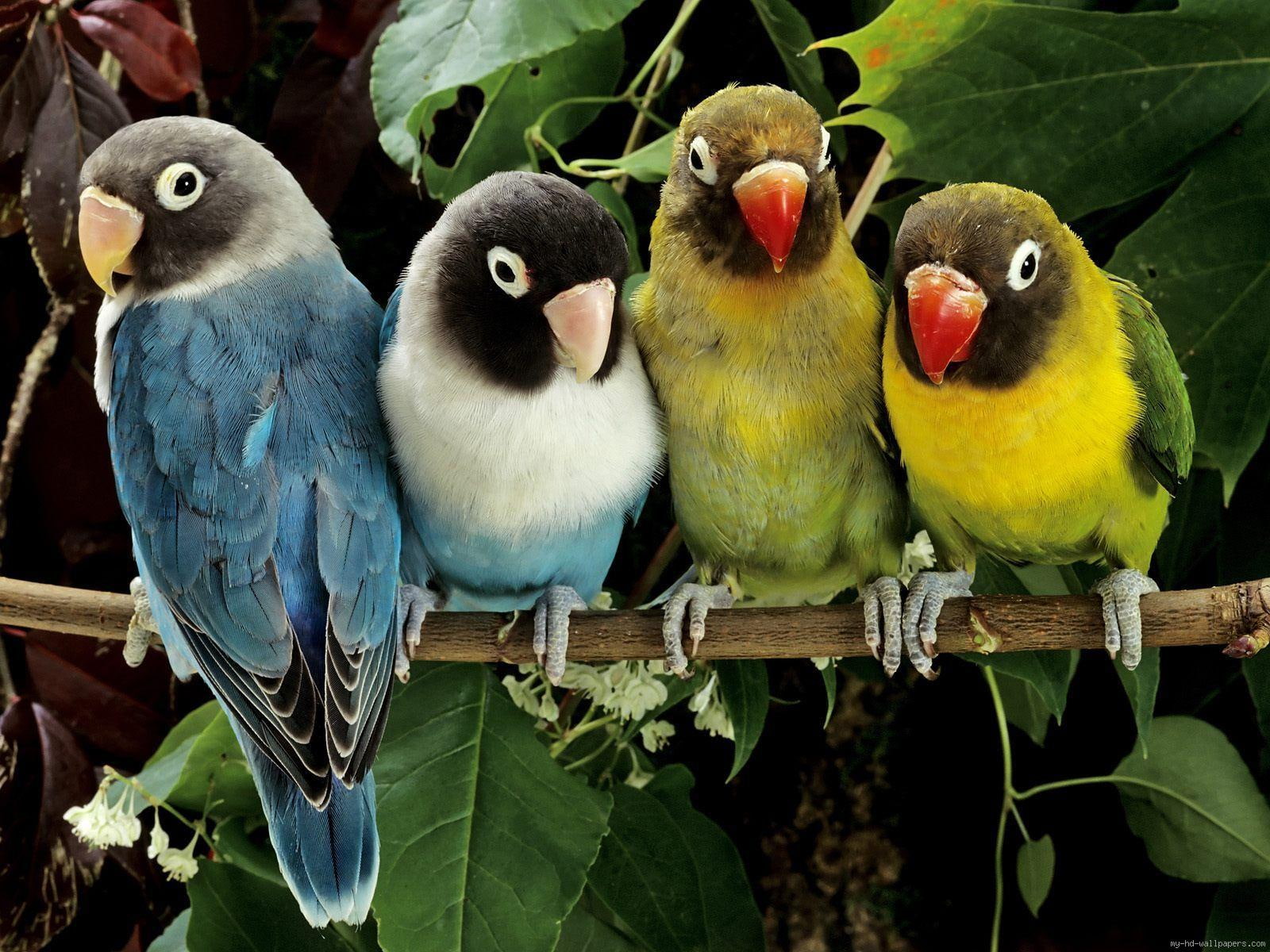 group, short, birds, 720P, parrot, animal, family, bird, beak, HD Wallpaper
