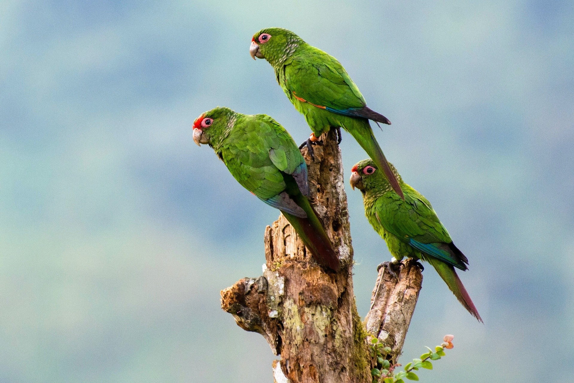 nature, 1080P, parrot, animals, birds, HD Wallpaper