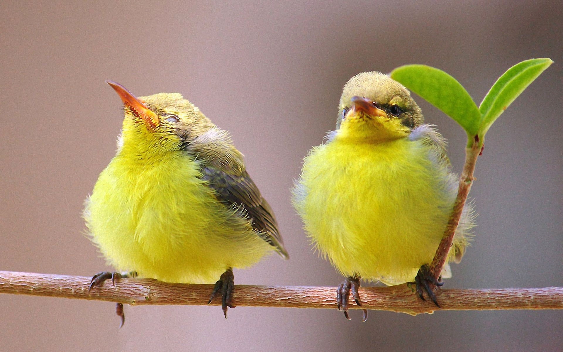 Nature, couple, birds, Bird, 1080P, branch, yellow, leaf, HD Wallpaper