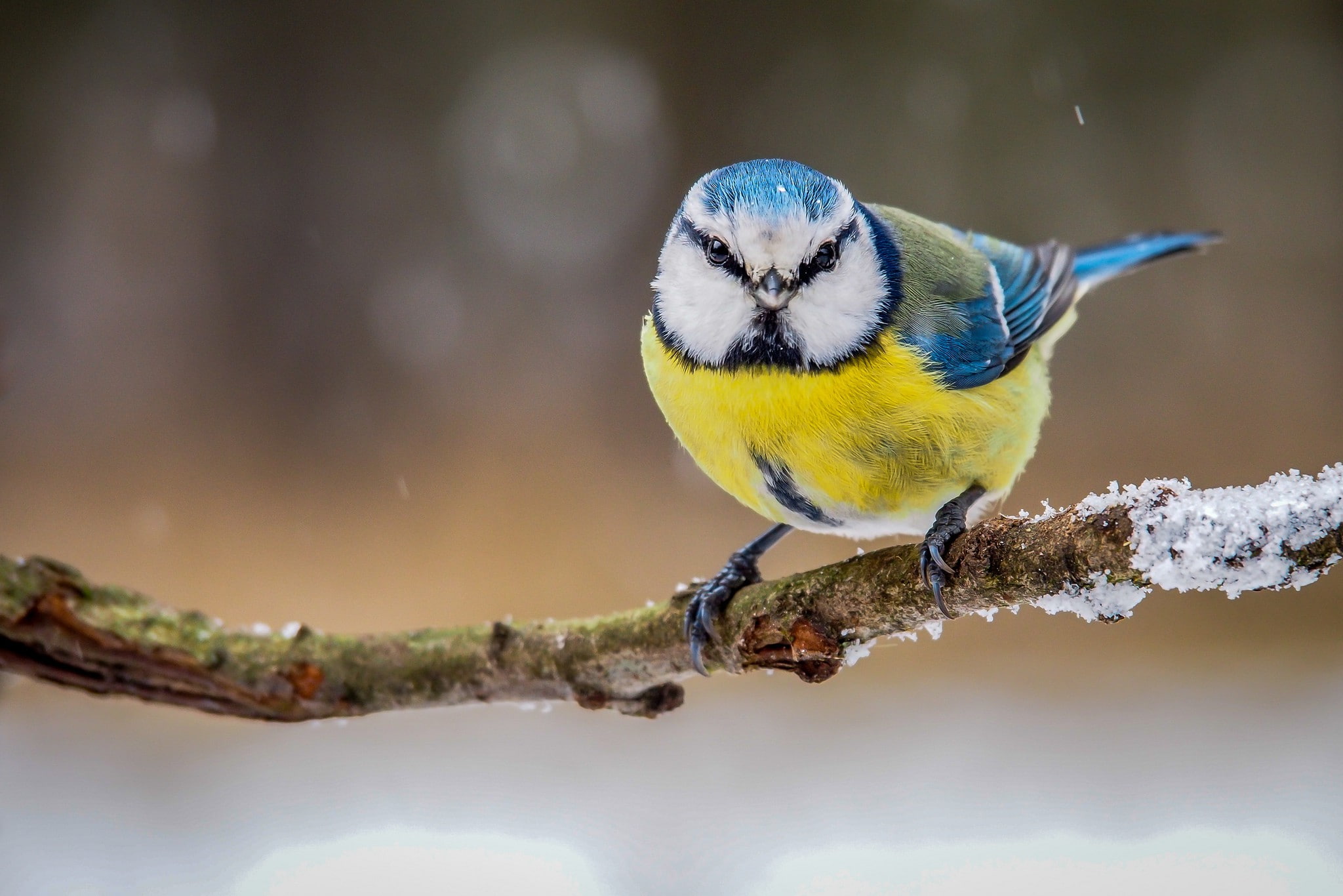 winter, bird, a bird, 1080P, branch, feathers, color, HD Wallpaper