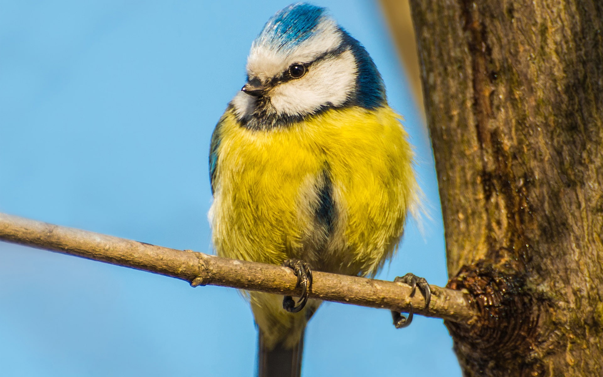Branch, Trunk, 1080P, Blue, feathered, white, Feather, Bird, Yellow, HD Wallpaper