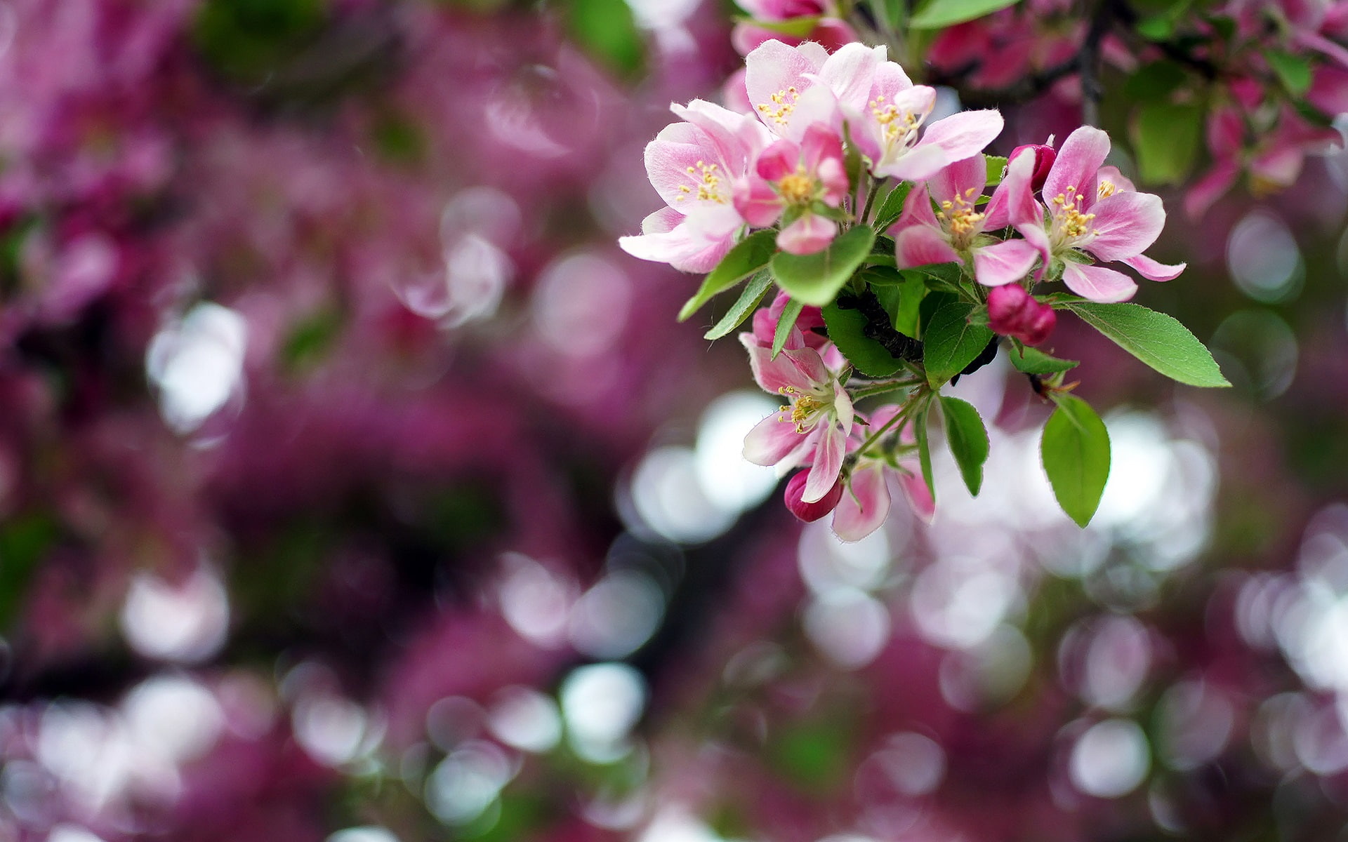 Bokeh, Flowers, Apple, 1080P, Branch, Spring, HD Wallpaper
