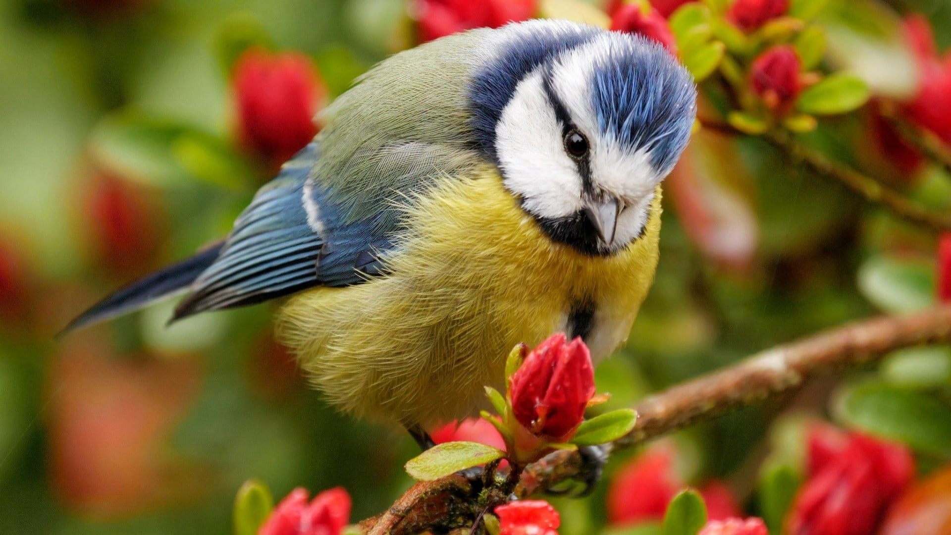 vertebrate, plant, bird, branch, tree, nature, black, beauty in nature, toy, parrot, animals in the wild, flowers, focus on foreground, plush, 1080P, no people, HD Wallpaper