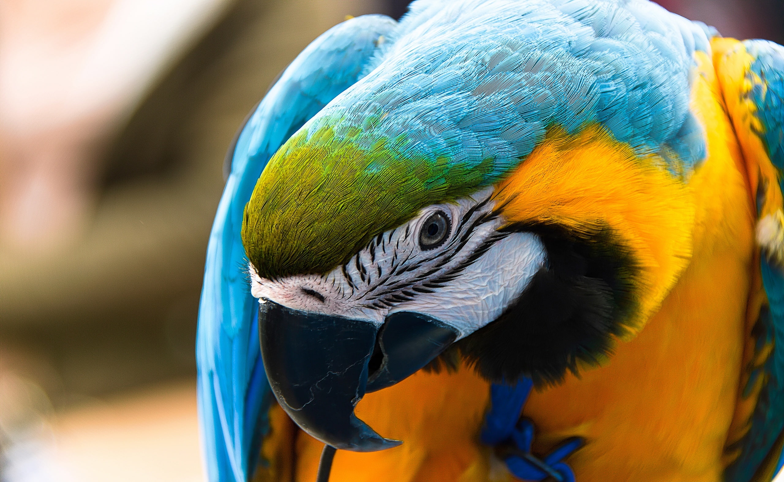 ara ararauna, rainbow lorikeet, animal wildlife, beak, Colorful, ararauna, animal, multi colored, tropical bird, blue, animal body part, no people, Animals, HD Wallpaper