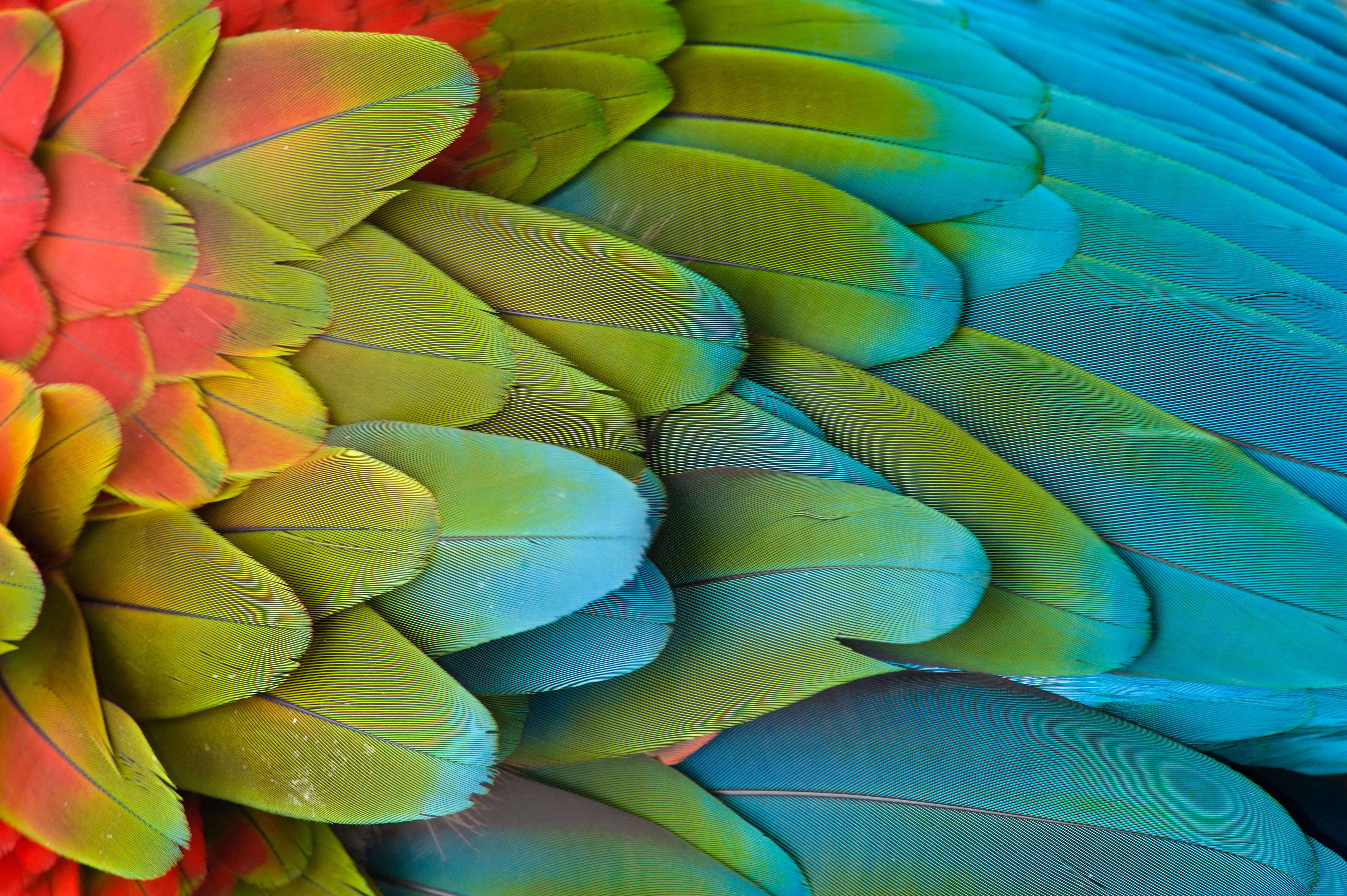 color Image, leaf, full frame, indoors, botany, creativity, flower, pattern, no People, red, variation, choice, multi Colored, macaw, blue, textile, macro, HD Wallpaper