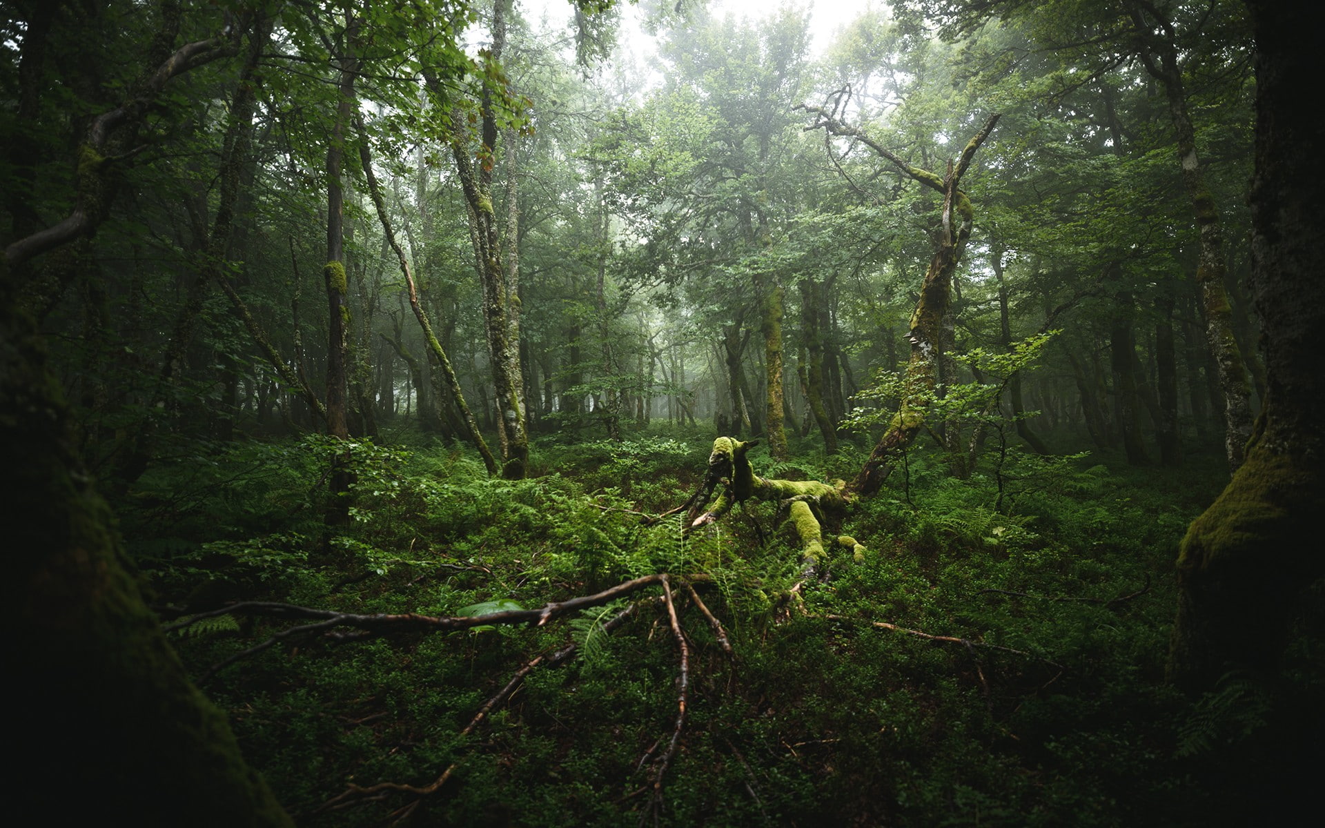 trees, foliage, forest, mist, roots, moss, 1080P, green, deep forest, nature, HD Wallpaper