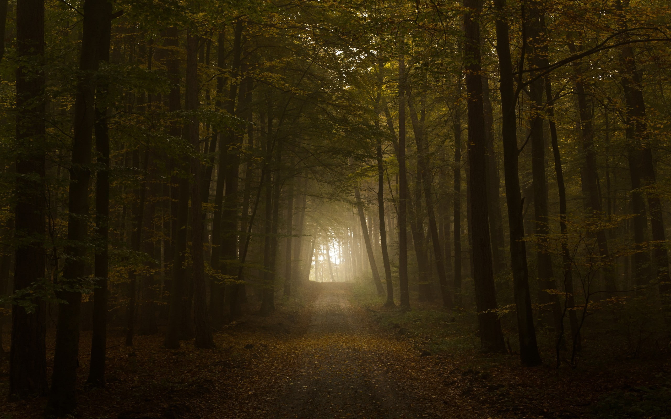 deep forest, foliage, mist, leaves, Norway, forest, nature, dirt road, 2K, trees, brown, road, HD Wallpaper