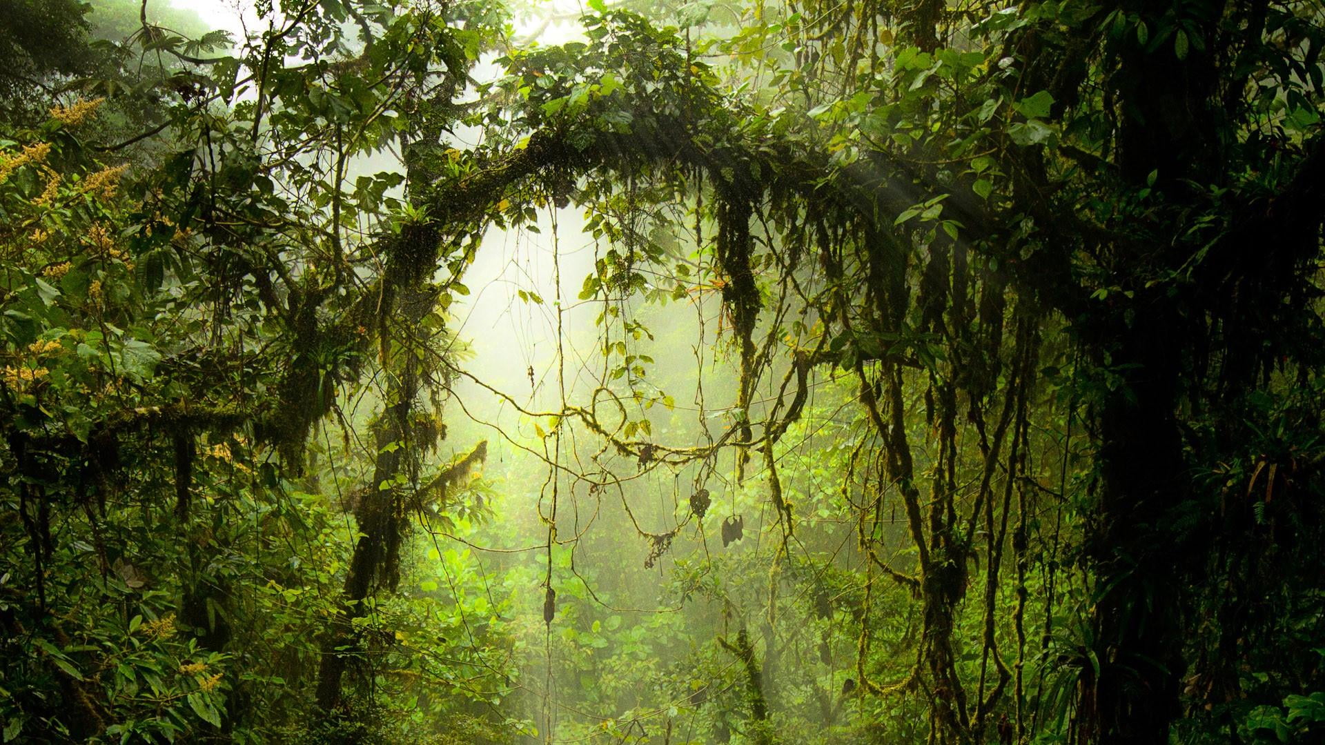 1080P, green color, tranquility, woodland, plant, tree, tranquil scene, rainforest, remote, idyllic, foliage, land, outdoors, no people, day, deep forest, HD Wallpaper