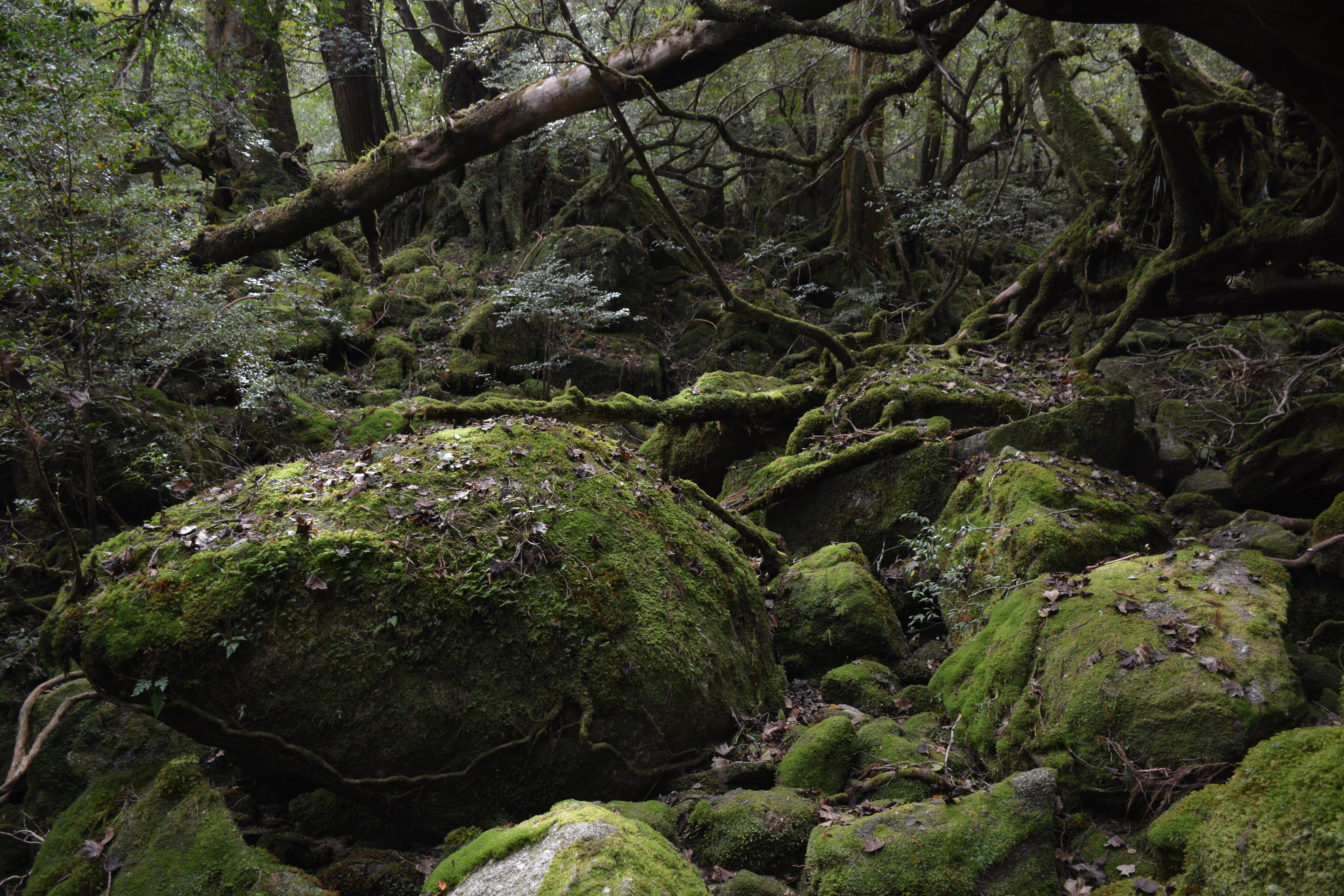rock, solid, tranquil scene, green, flowing, forest, tree, outdoors, deep forest, daytime, beauty in nature, green color, day, nature, trees, covering, HD Wallpaper