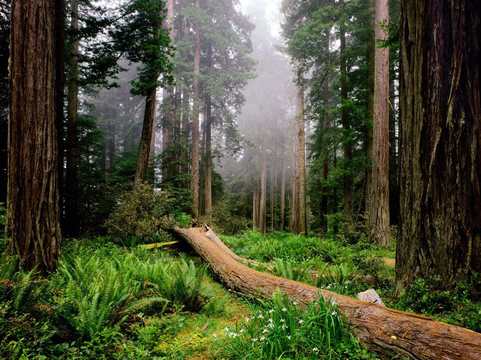 trees, fresh, nature, fog, hd, jungle, forest, 720P, deep, path, HD Wallpaper