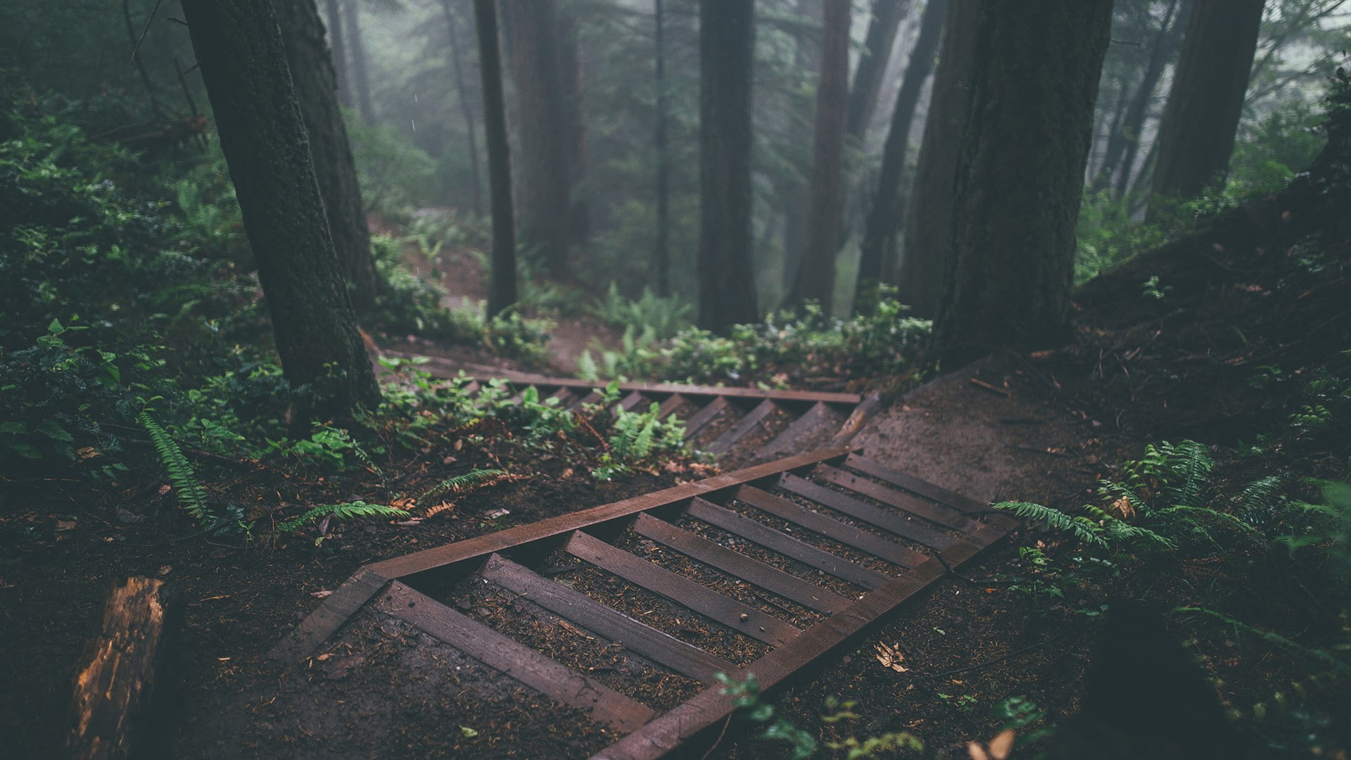tree, outdoors, day, beauty in nature, tranquil scene, nature, trees stairs deep forest forest nature, woodland, no people, land, plant part, wood - material, HD Wallpaper