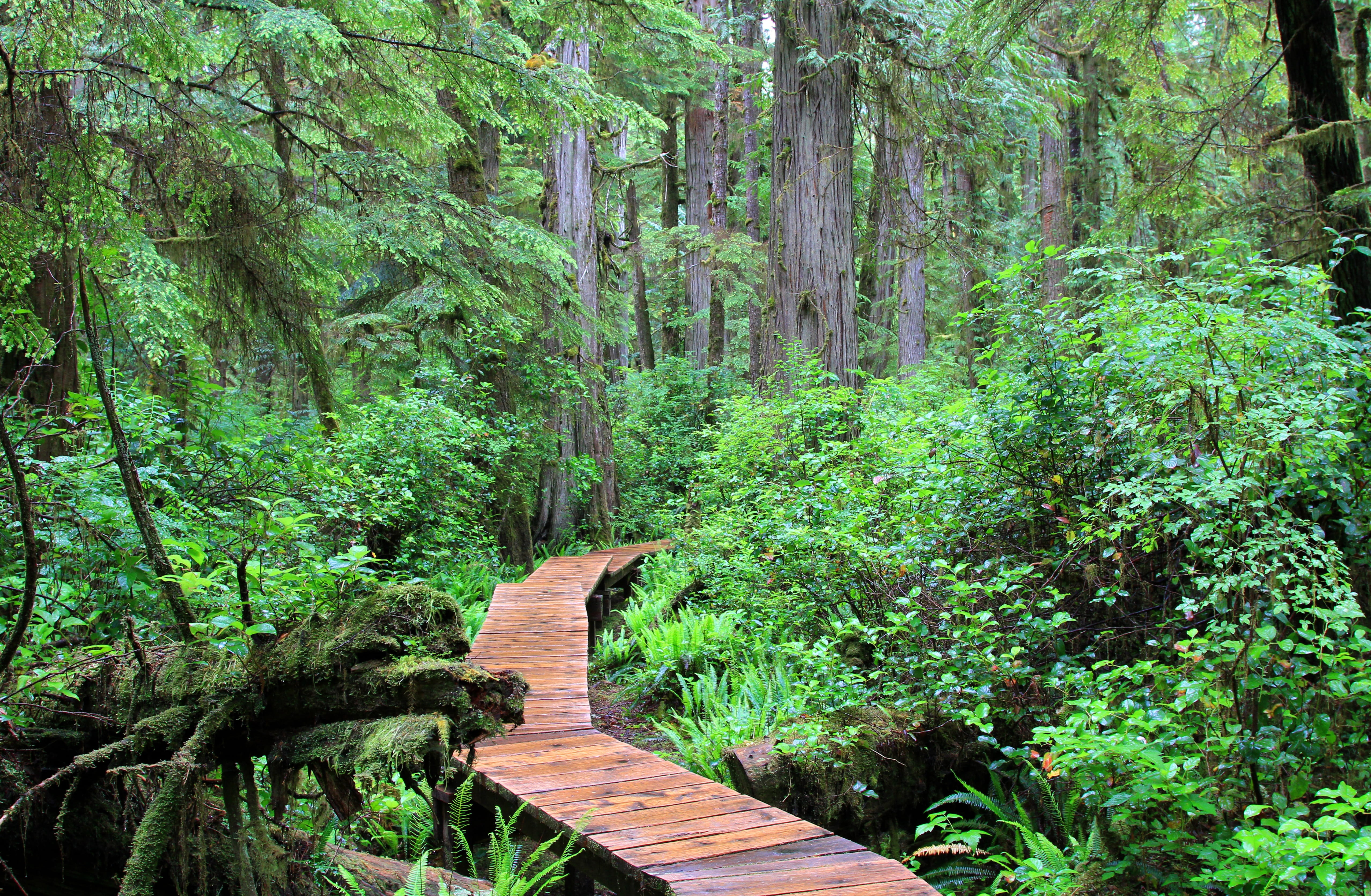 non-urban scene, woodland, fathi, Canada, plant, deep, the way forward, footpath, forest, Rainforest, nature, vancouver island, wood - material, no people, HD Wallpaper