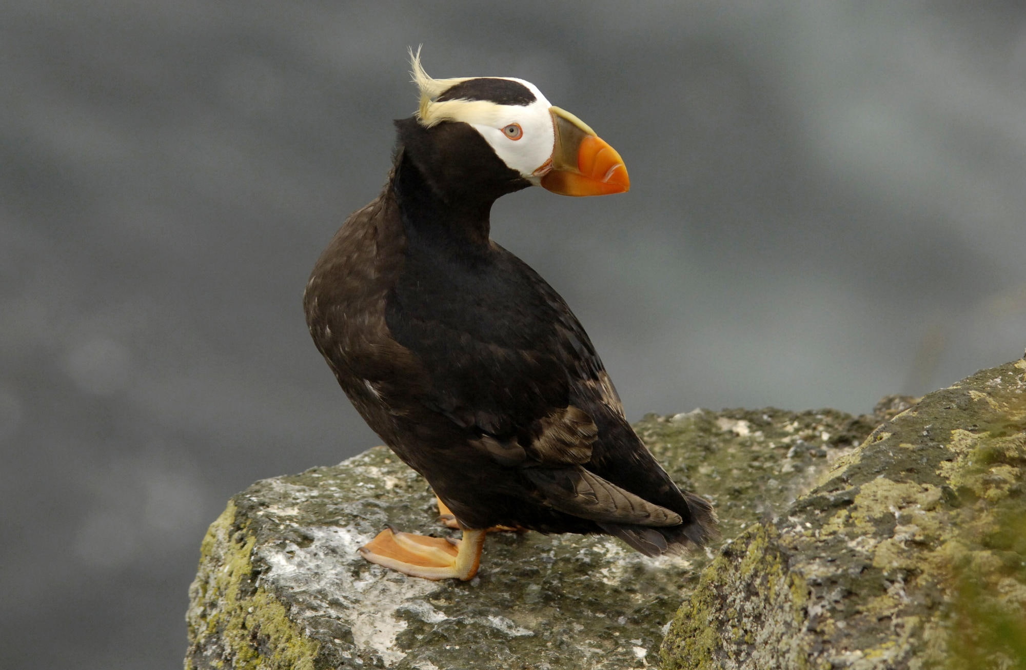 horned, nature, 1080P, Islands, Birds, perching, animal themes, focus on foreground, rock - object, animal, no people, Puffin, vertebrate, day, outdoors, HD Wallpaper