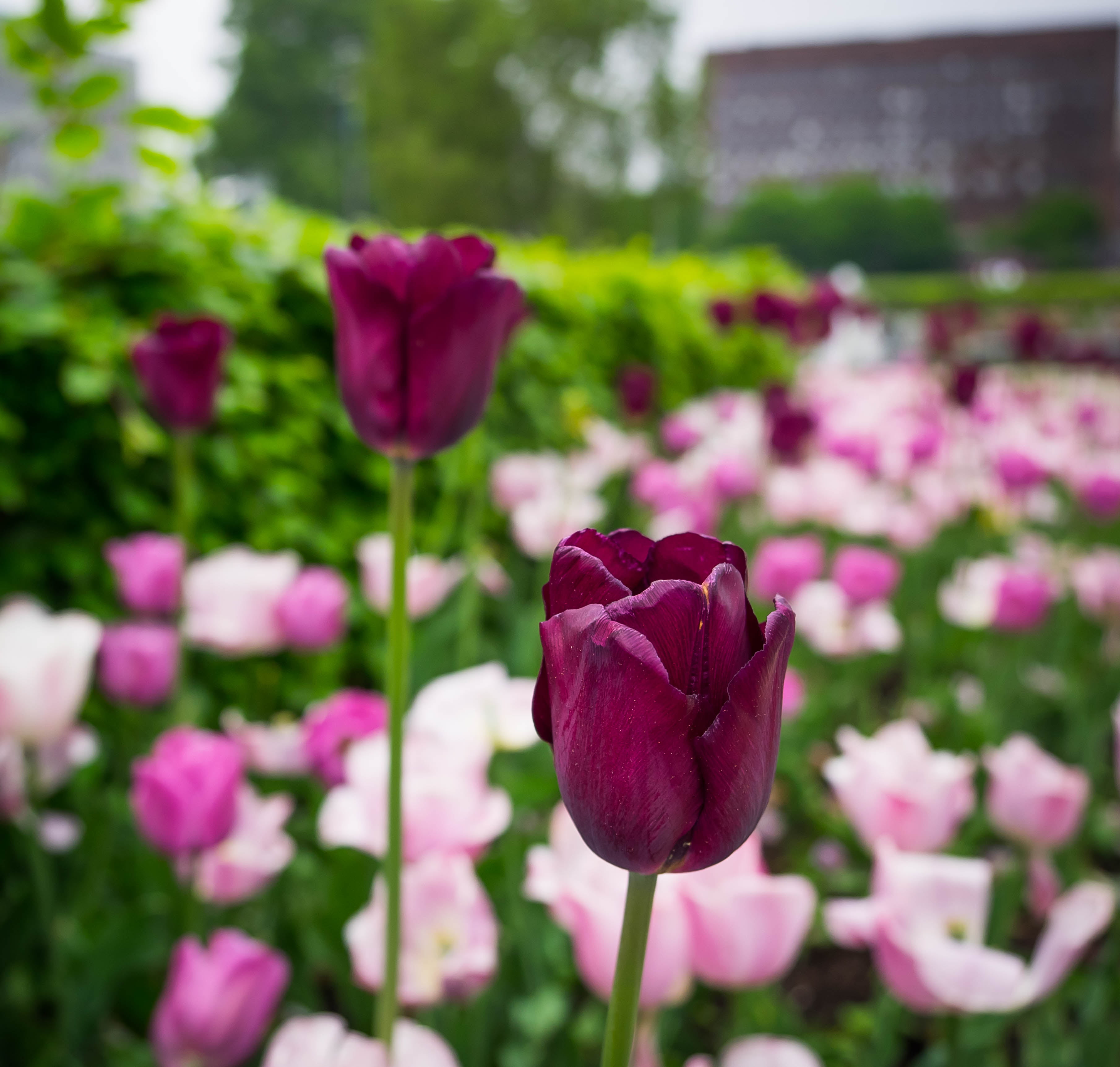 Tulips, springtime, oslo, pink, tulip, bokeh, dark pink, dark, plant, omd, flowerbed, 2K, selective focus, photography, nature, focus, flower, outdoors, HD Wallpaper