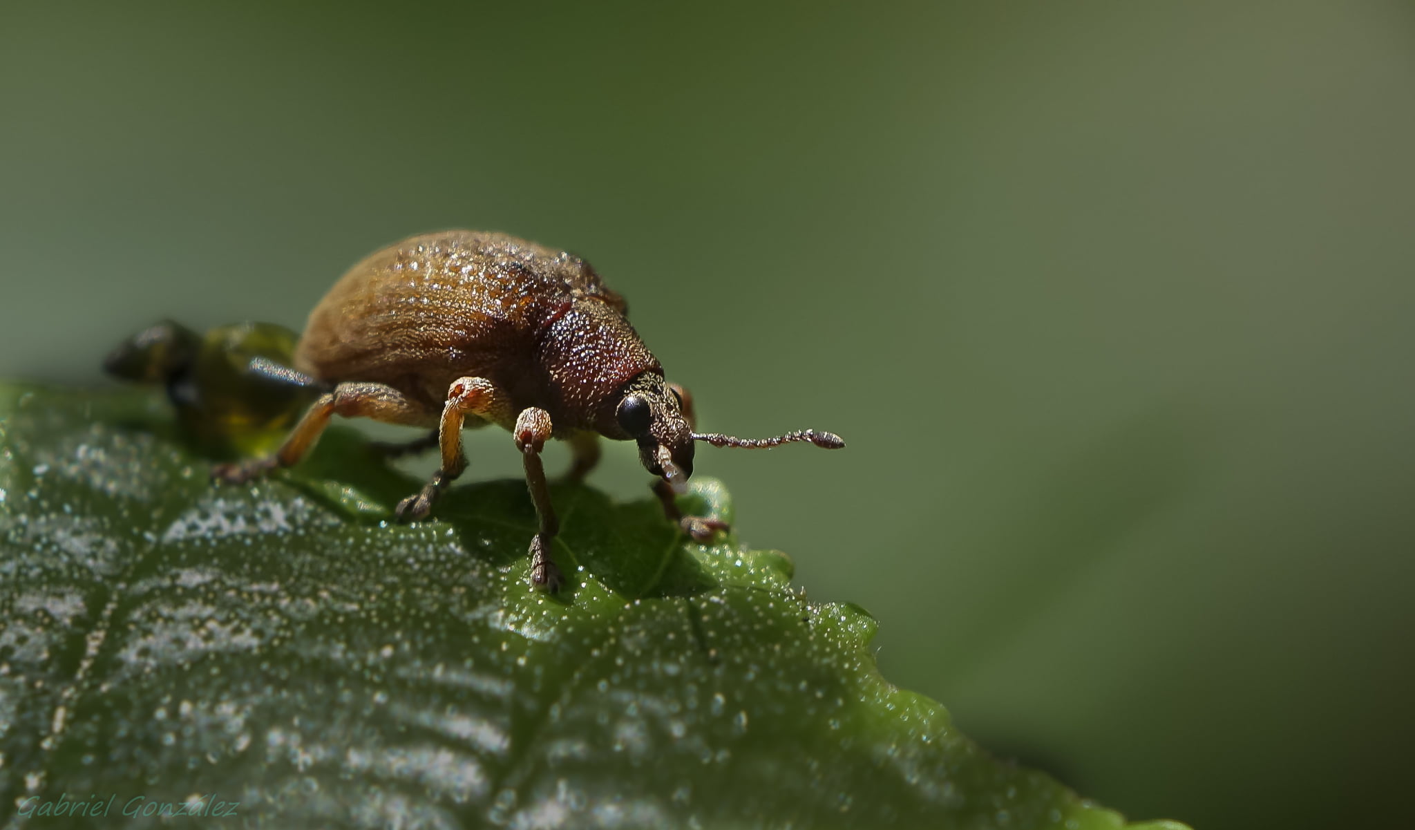 Sony, macro, insect, close up shot, Coruña, close-up, explorer, Photo, de, Foz, close, Gabriel, beetle, RX, brown, wildlife, Xelo, 1080P, shot, Explore, HD Wallpaper