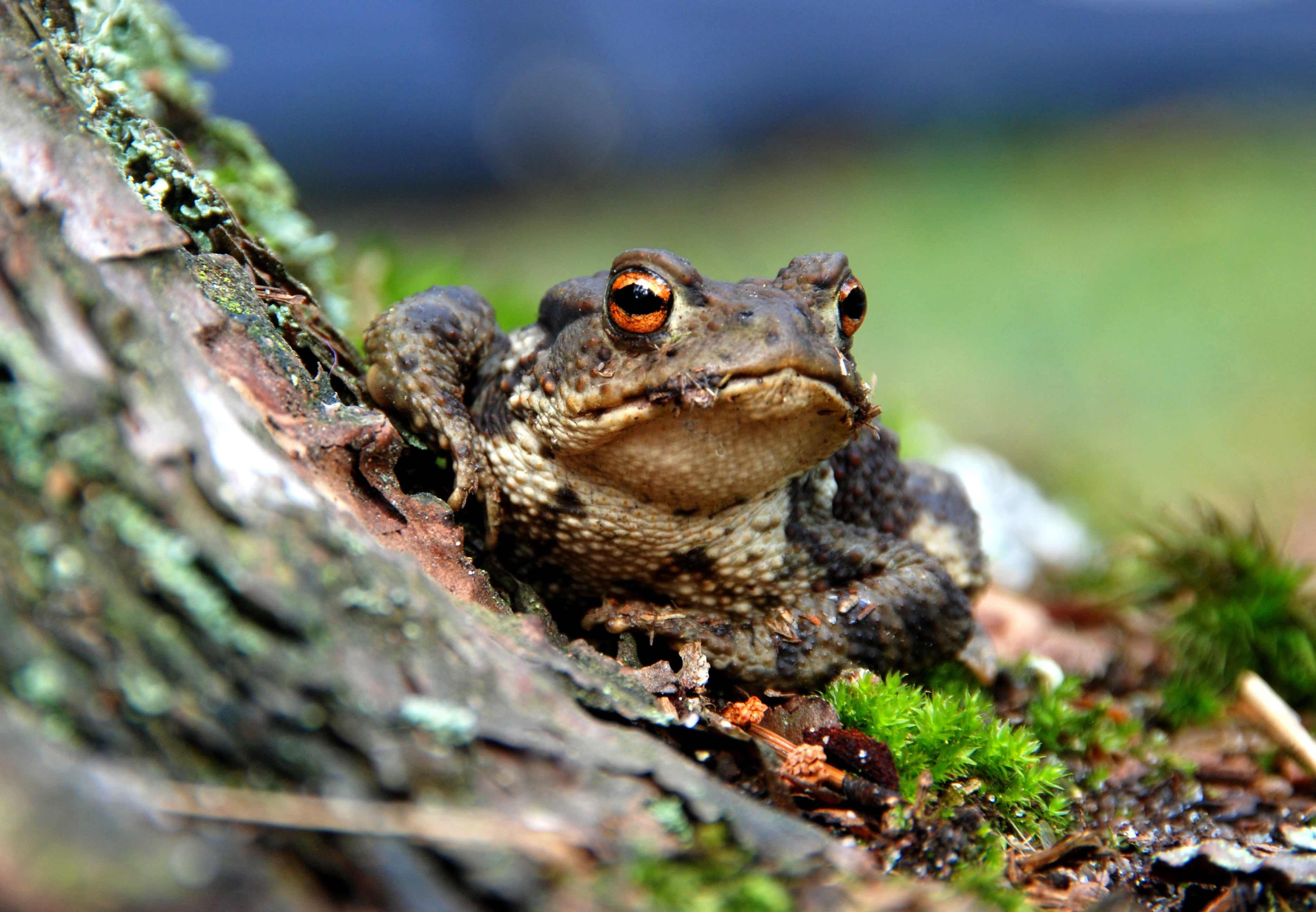 close-up, animal wildlife, reptile, solid, frog, amphibian, animals in the wild, tree, portrait, macro, plant, forest, a toad, animal body part, animal head, HD Wallpaper