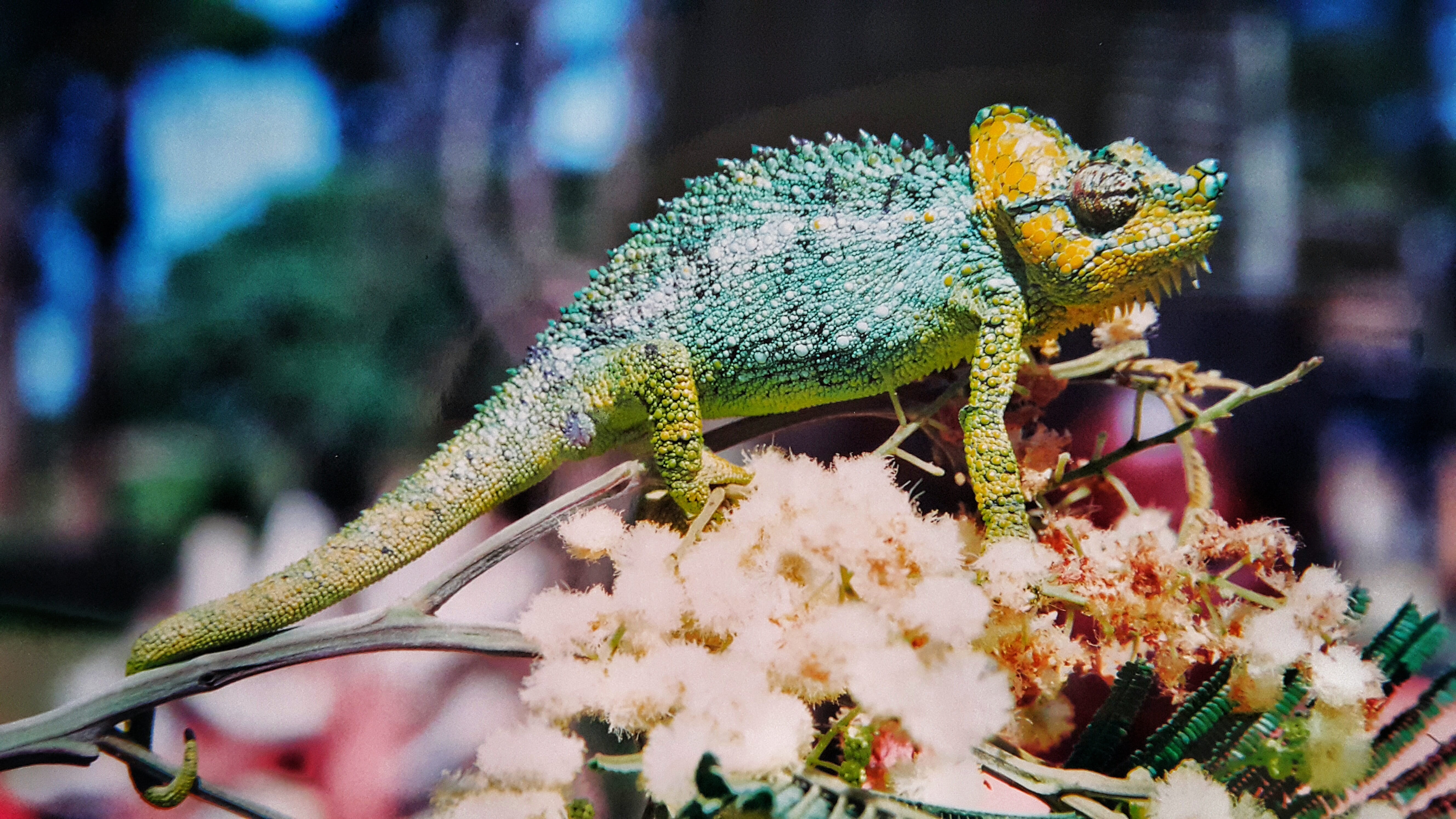 5K, no people, wildlife, animal themes, flower, flowering plant, one animal, vertebrate, animals in the wild, tree, Colorful, outdoors, yellow, lizard, HD Wallpaper
