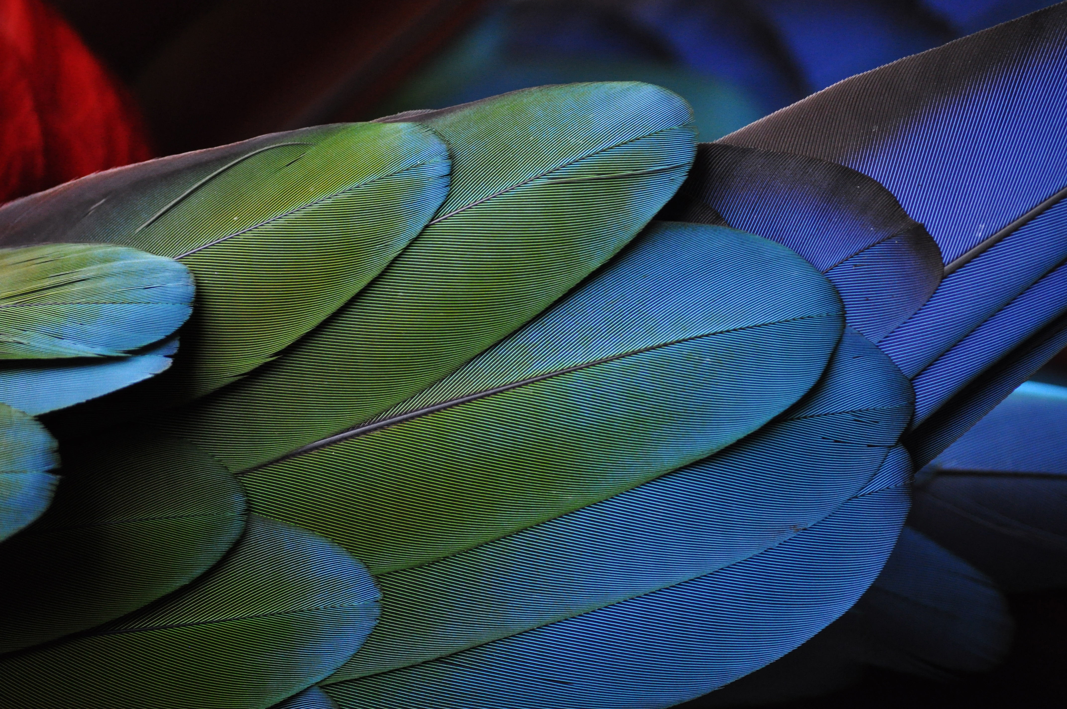 no People, color Image, tropical Climate, animal, focus on foreground, beauty In Nature, natural pattern, feathers, pattern, blue, leaf, day, macro, feather, HD Wallpaper