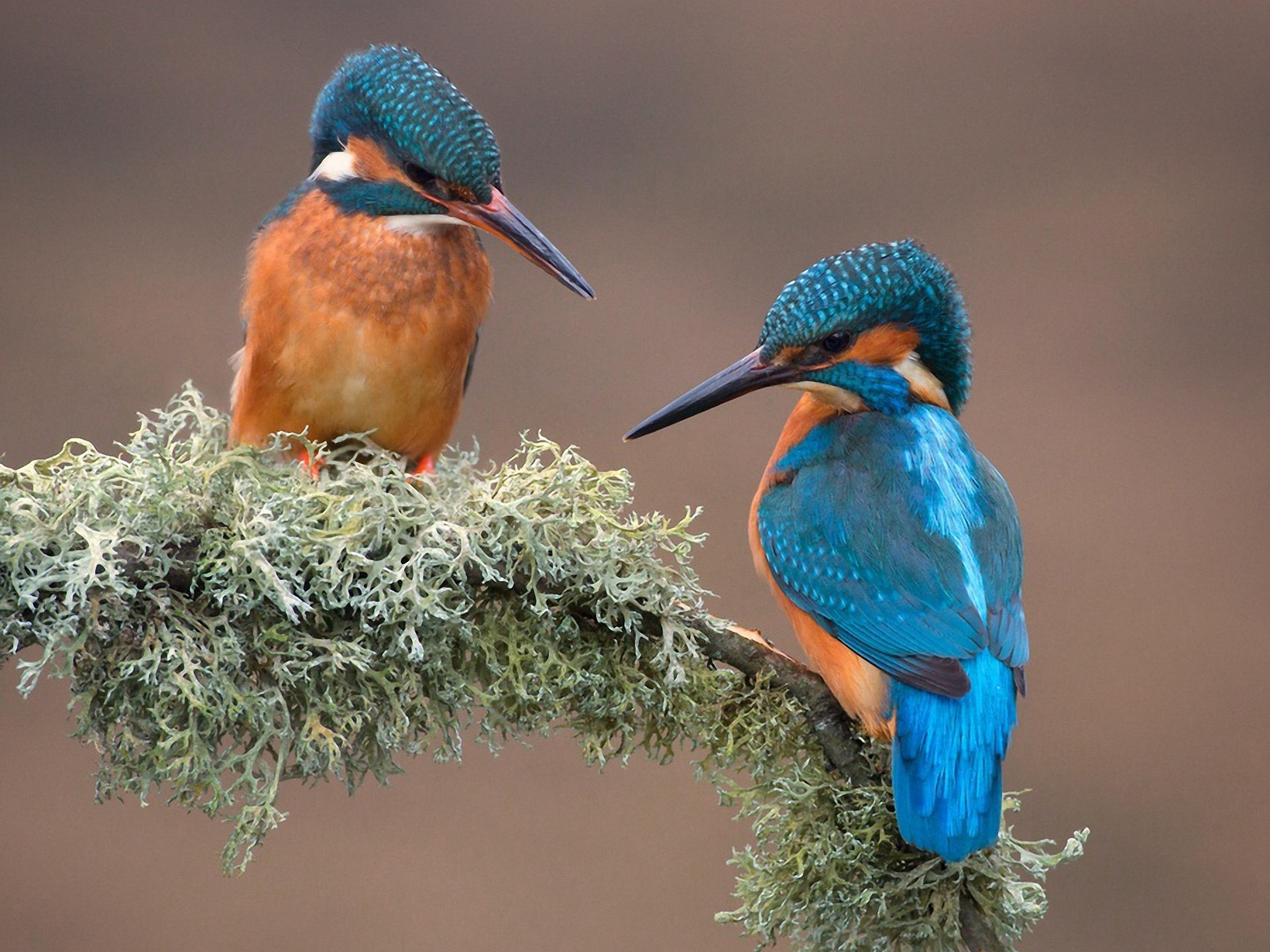 Moss, Kingfisher, 1080P, Two, Birds, Branch, HD Wallpaper