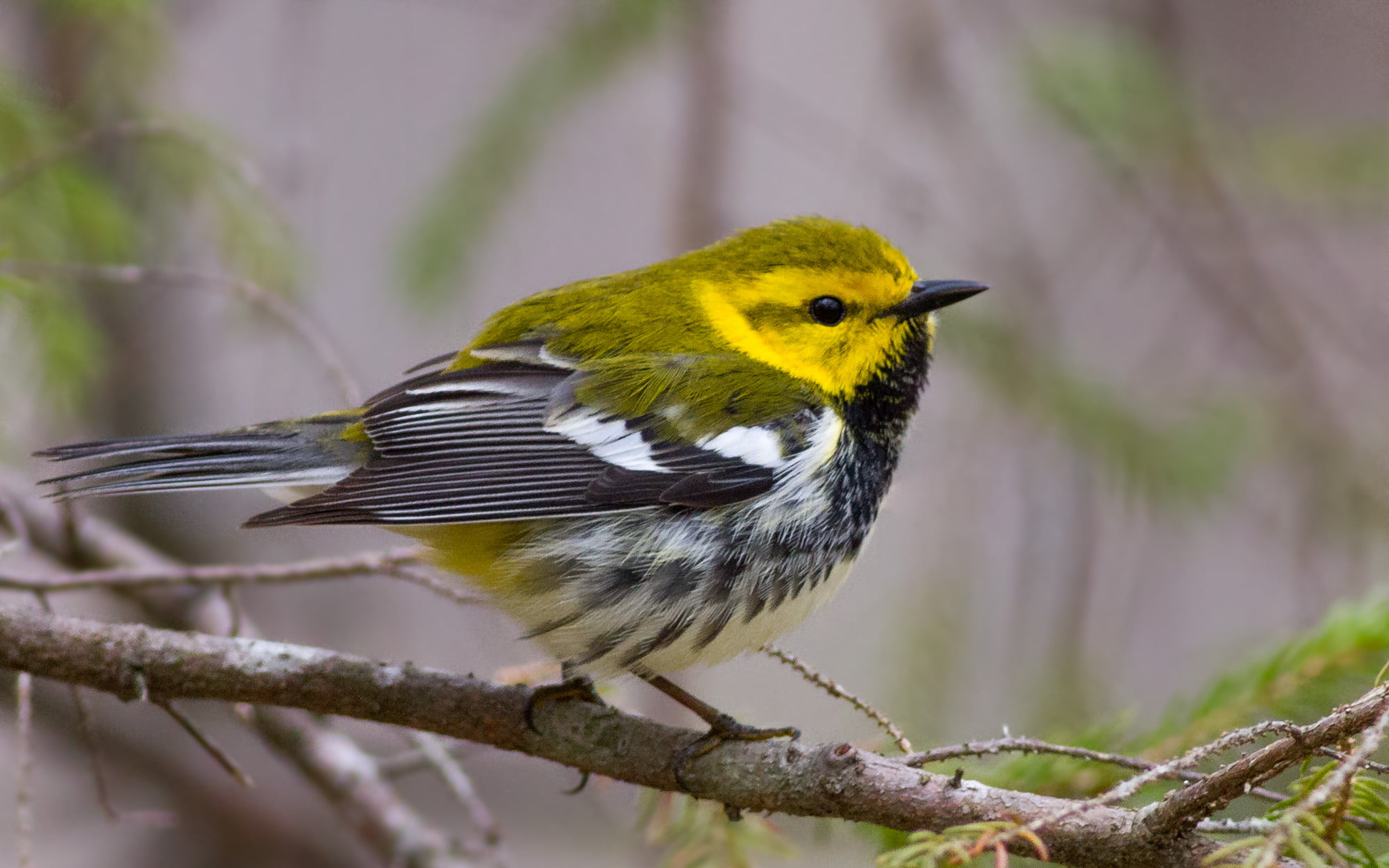 1080P, tree, green, throated, animals In The Wild, warbler, beak, bird, bird Watching, nature, outdoors, wildlife, animal, feather, one Animal, branch, HD Wallpaper