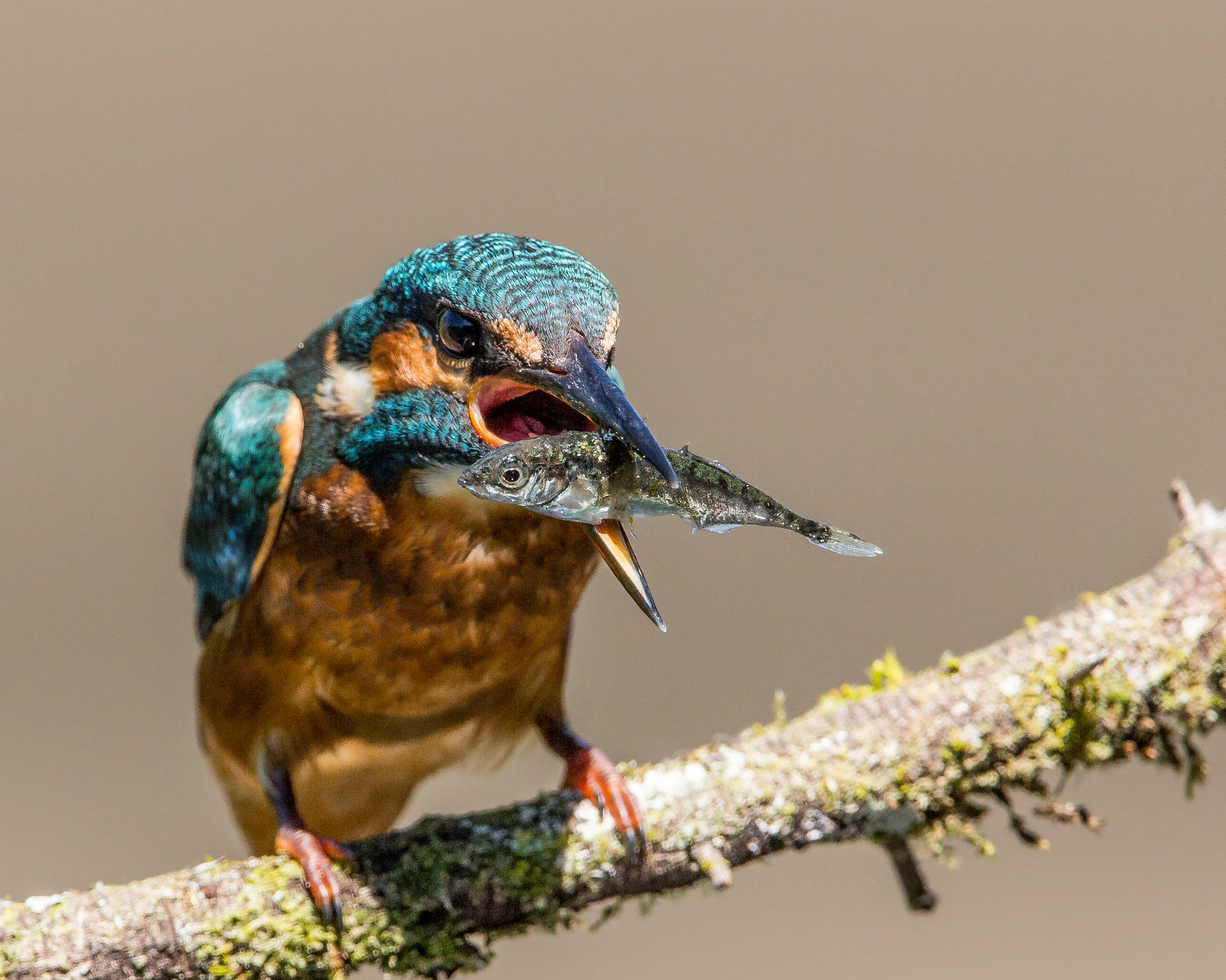 2K, bird, animal, Stickleback, escape, Kingfisher, wildlife photography, photography, beak, nature, wildlife, Reprieve, HD Wallpaper