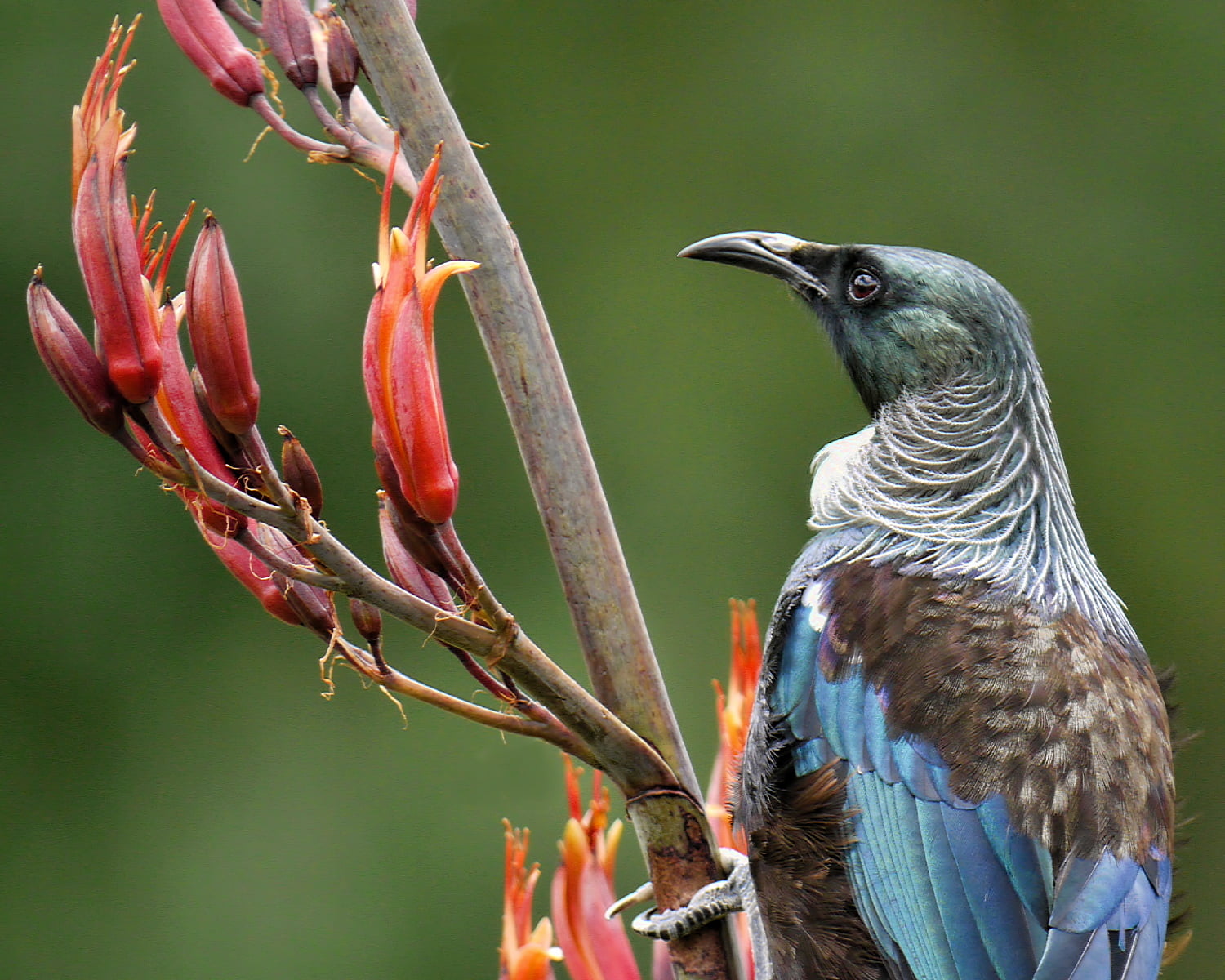 Tui, animal, perching, taxonomy, flax, endemic, 720P, Closeup photography, Prosthemadera novaeseelandiae, blue, photography, closeup, brown, mosdell, meliphagidae, HD Wallpaper