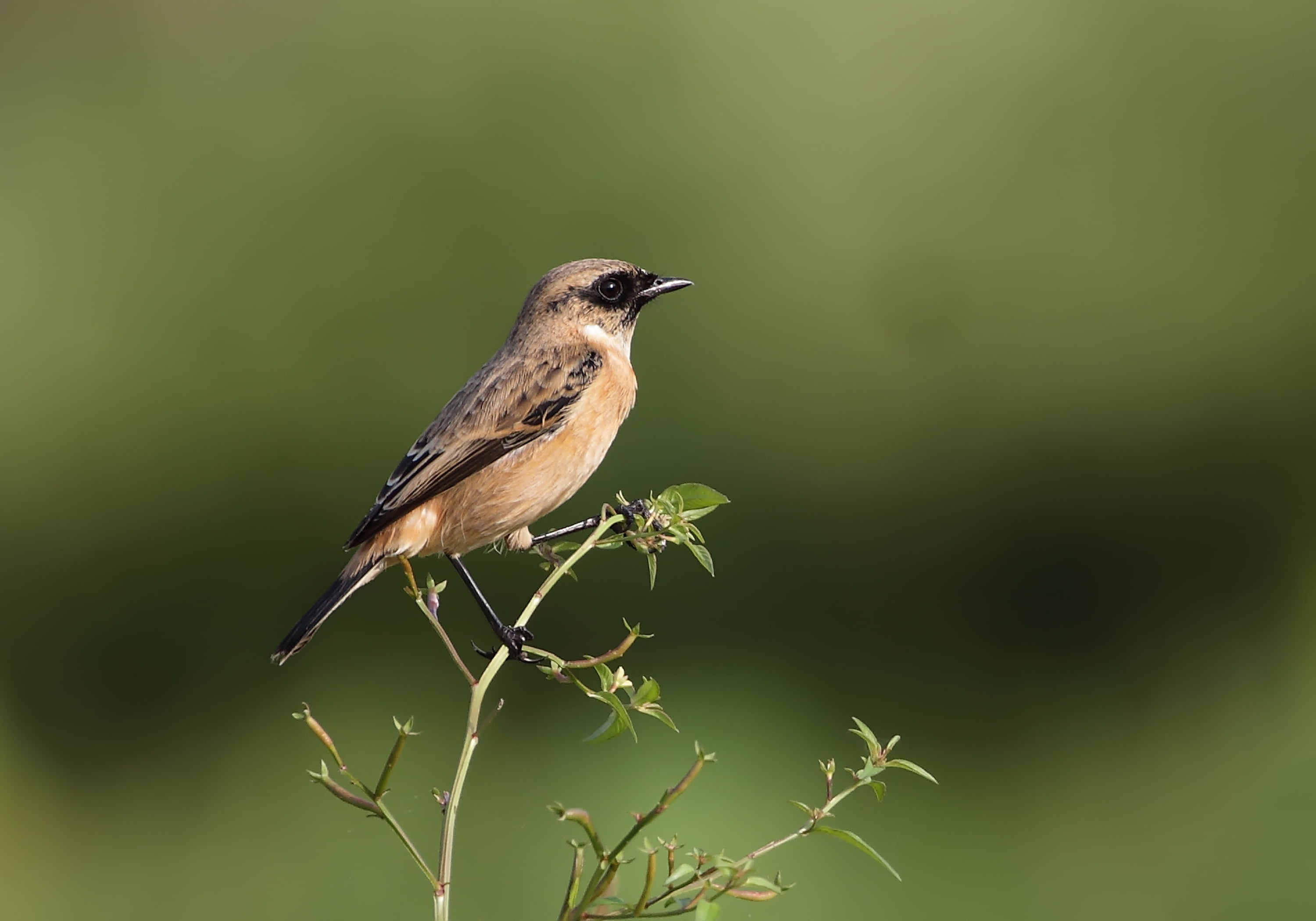 bird, india, nature, sparrow, common stonechat, wildlife, bird Watching, brown, bangladesh, branch, depth, perching, daytime, ahmed, Siberian, field, depth of field, HD Wallpaper
