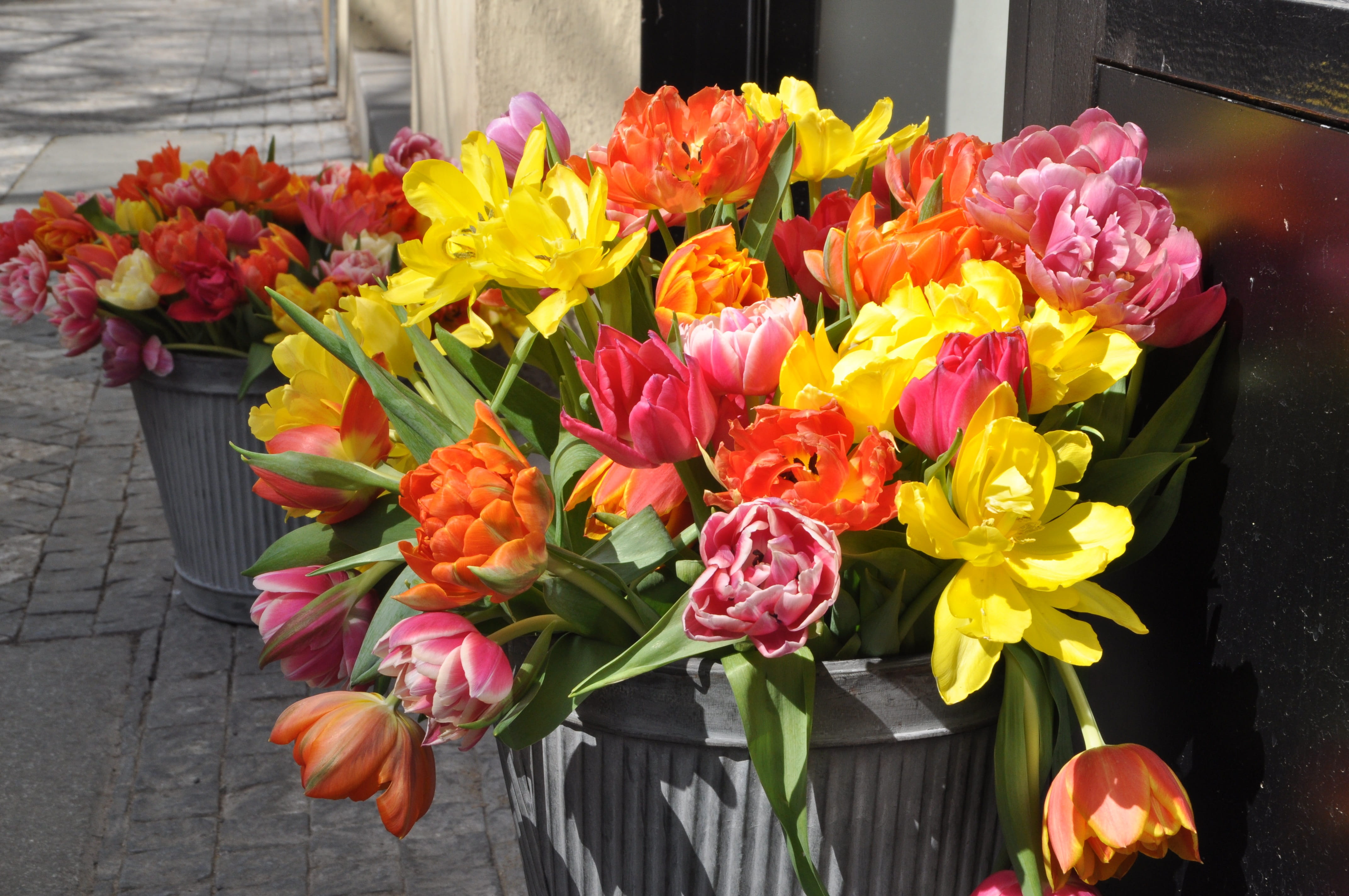 outdoors, flower head, tulip, fragility, spring, blossom, flower, day, multi colored, flower pot, flower arrangement, petal, nature, choice, plant, close-up, HD Wallpaper
