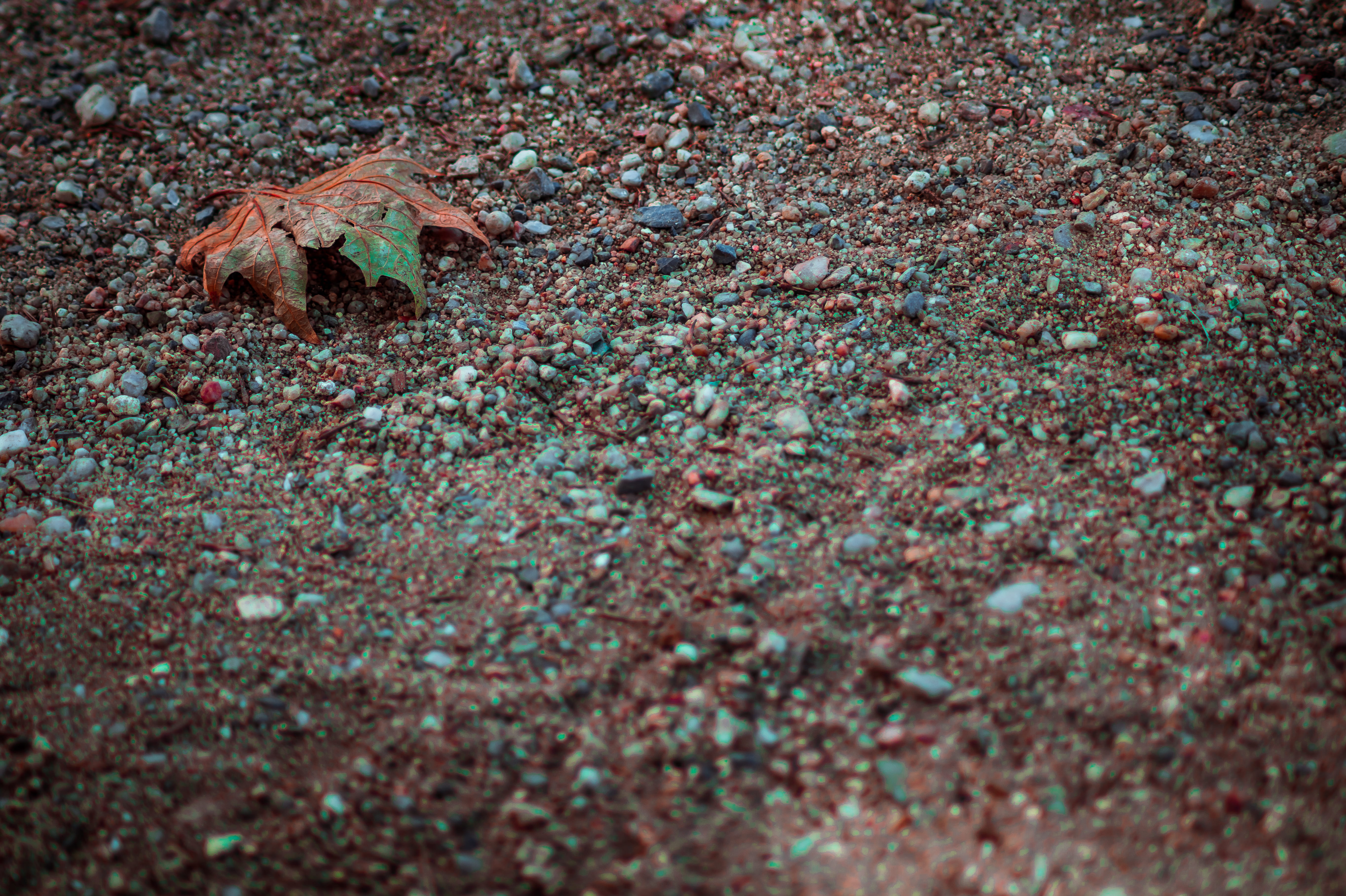 outdoors, rocks, ground, leaf, one animal, land, animal, marine, dead, 5K, no people, plant part, focus, vertebrate, leafs, rocky, summer, animal themes, HD Wallpaper