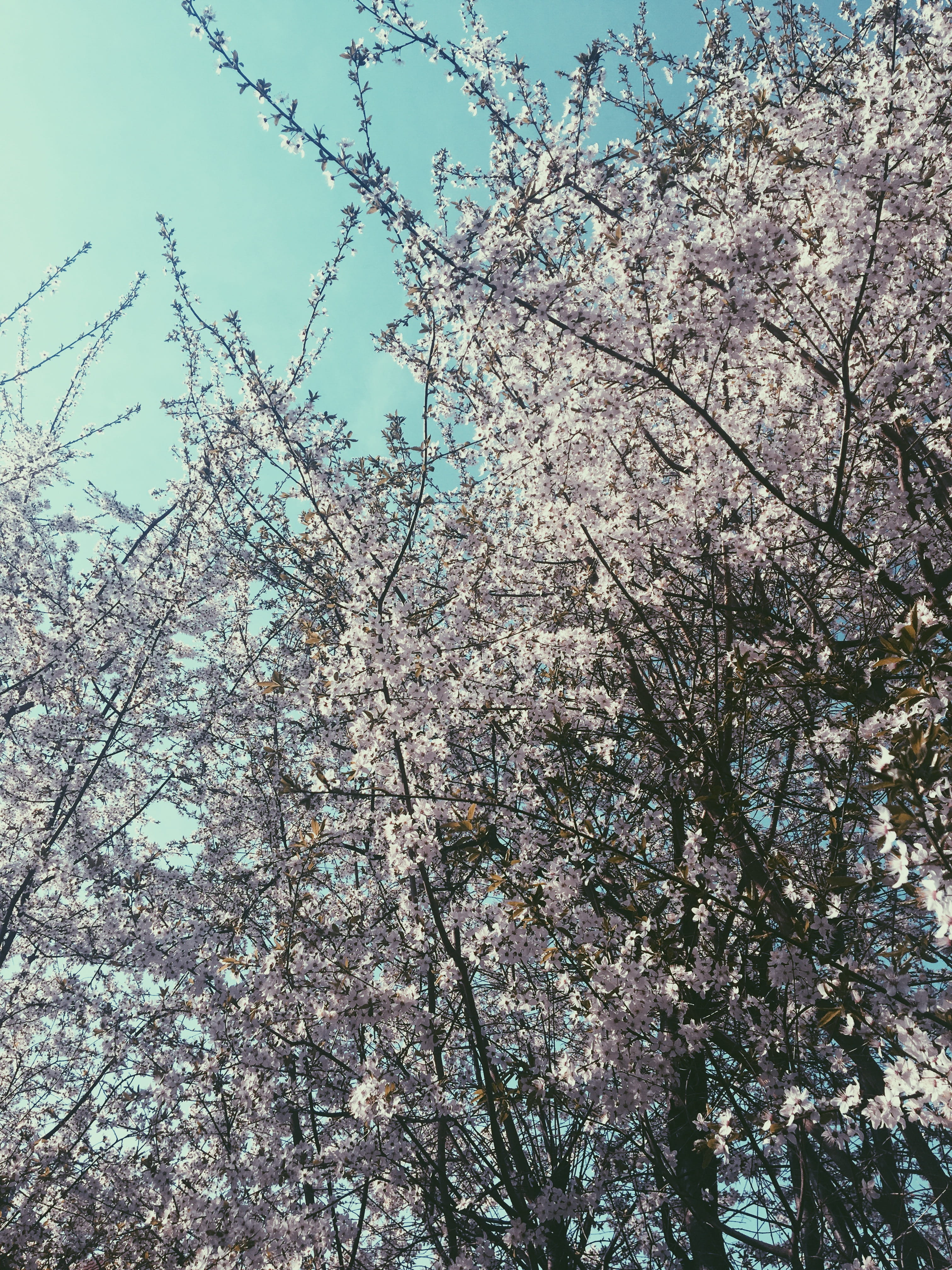growth, vulnerability, springtime, beauty in nature, plant, blossom, ice, day, freshness, prague, snow, flower, fragility, sun, cherry tree, Phone HD Wallpaper