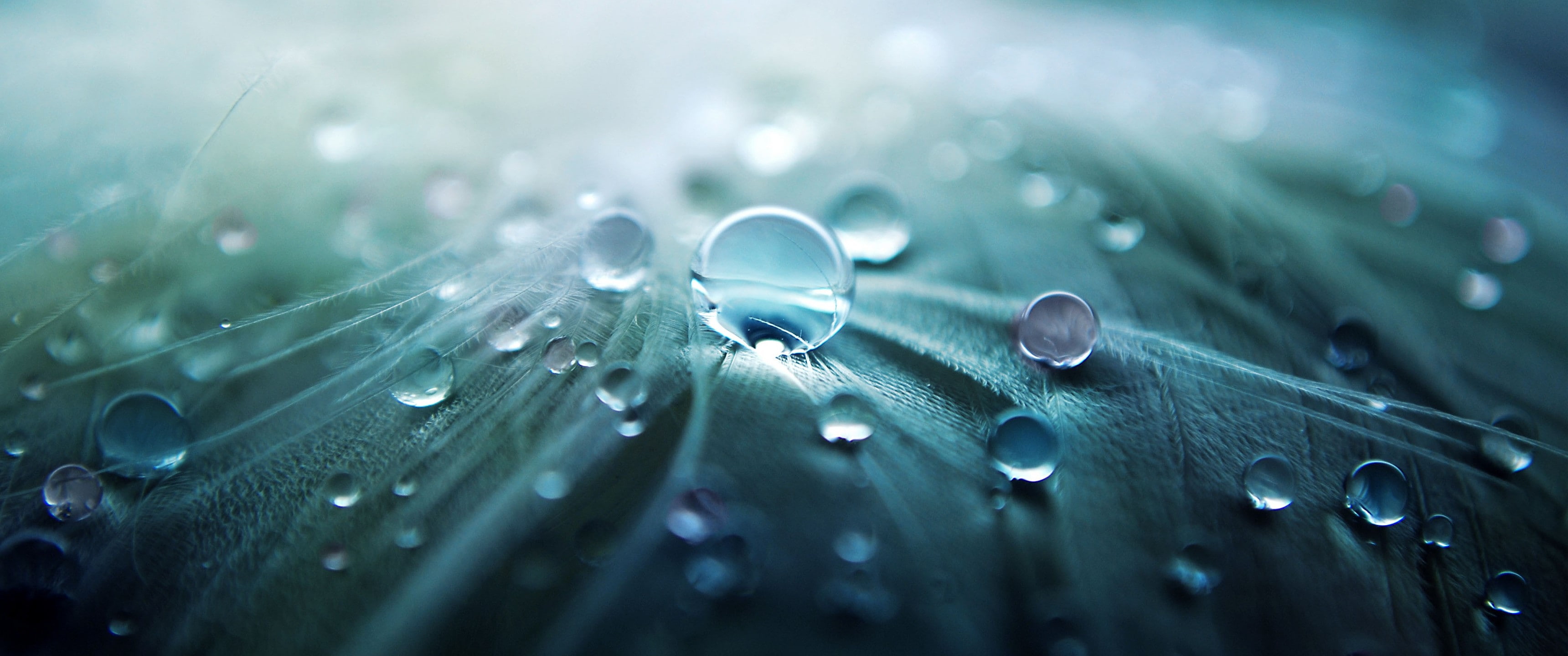 ultrawide landscape nature photography macro, 2K, HD Wallpaper