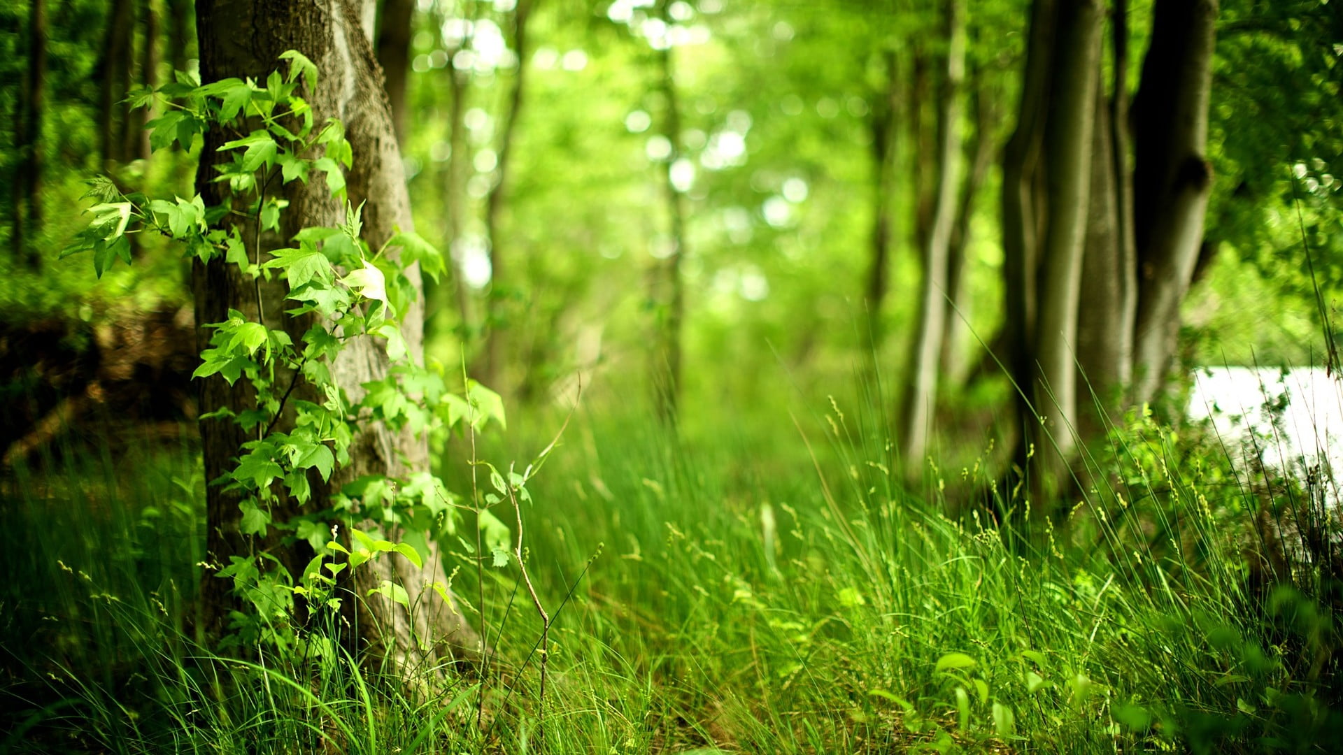 1080P, trees, moss, landscape, lush Foliage, uncultivated, nature, backgrounds, morning, vibrant Color, non-Urban Scene, sunlight, tree Trunk, day, light - Natural Phenomenon, HD Wallpaper