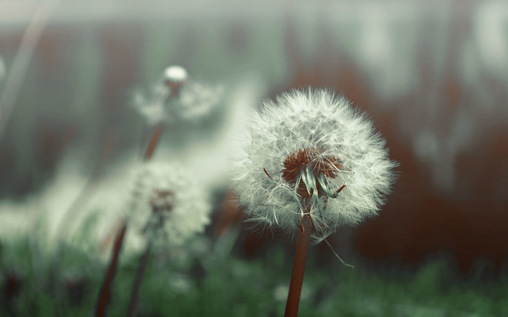 dandelion, freshness, beauty in nature, outdoors, plant stem, flower head, plants, uncultivated, no people, dandelion seed, nature, vulnerability, plant, HD Wallpaper