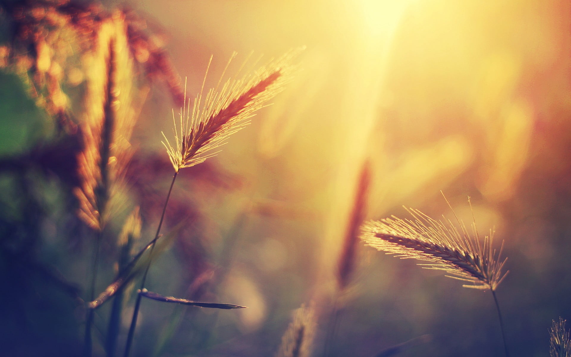 backgrounds, summer, flower, white, uncultivated, agriculture, field, defocused, yellow, macro, non-Urban Scene, outdoors, vibrant Color, farm, plant, blurred, HD Wallpaper