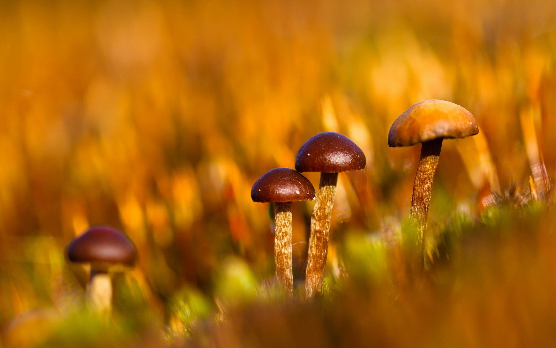 toadstool, fungus, freshness, selective focus, close-up, plant, brown, field, beauty in nature, 1080P, food, land, mushroom, nature, uncultivated, food and drink, HD Wallpaper