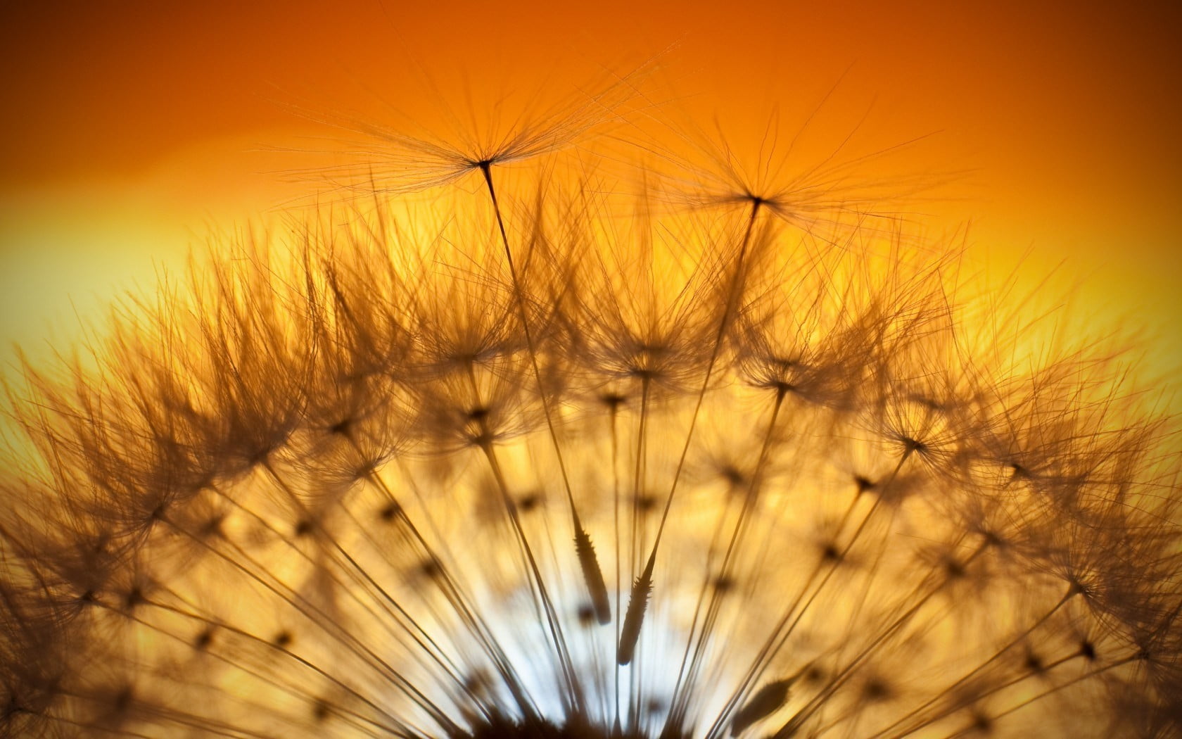 plant, nature, plants, 720P, softness, textile, dandelion, landscape, uncultivated, floral, no people, backgrounds, flowers, flowering plant, summer, flower, HD Wallpaper