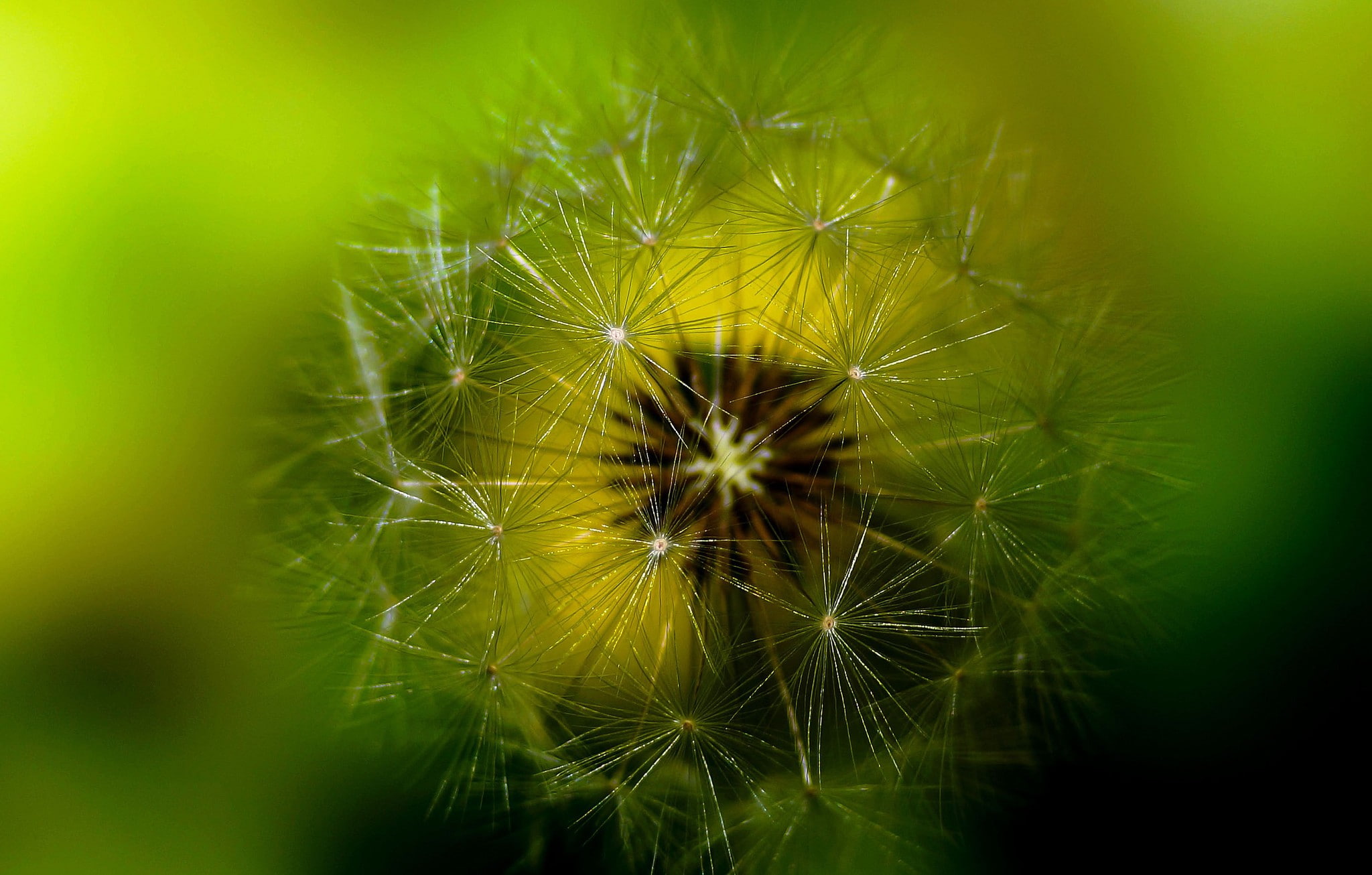 close-up, flower, no people, inflorescence, plants, green color, growth, plant, vulnerability, dandelion, springtime, 1080P, fragility, macro, freshness, HD Wallpaper
