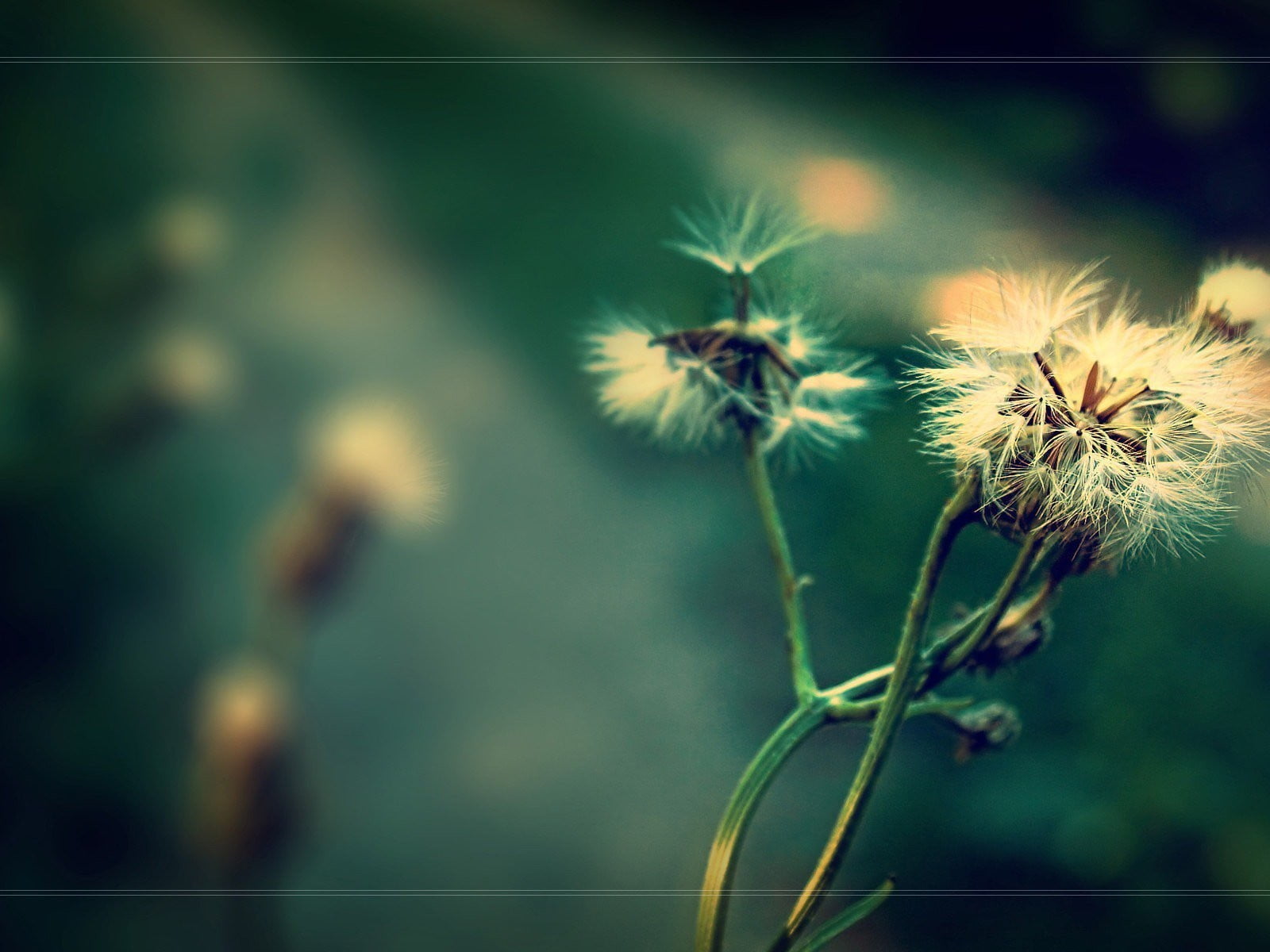 vulnerability, plant, no people, tranquility, dandelion seed, flowers, beauty in nature, freshness, uncultivated, flower head, flower, day, growth, flowering plant, HD Wallpaper